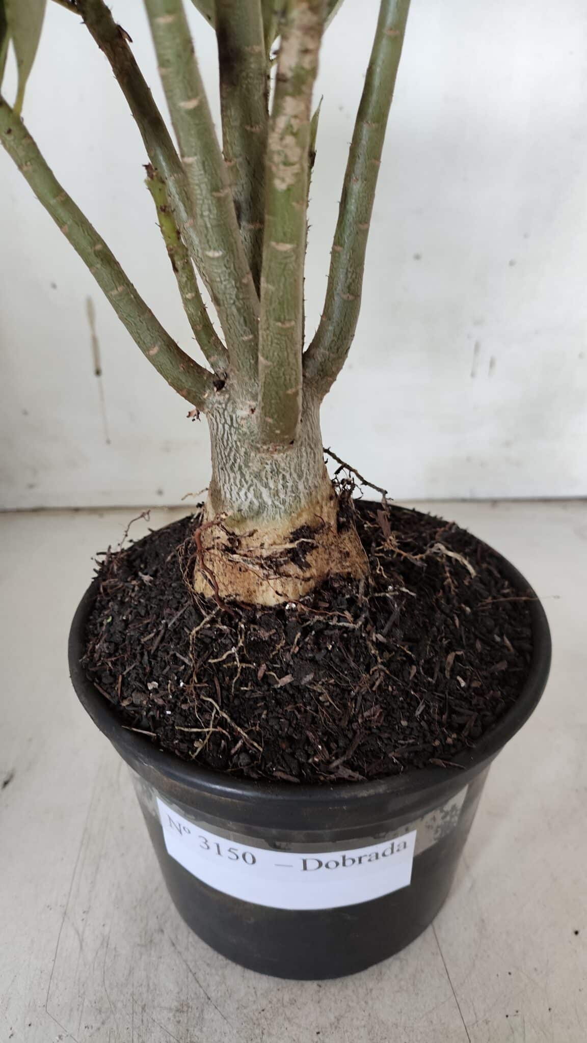 Planta Dobrada 3150 – 35cm – 03 anos