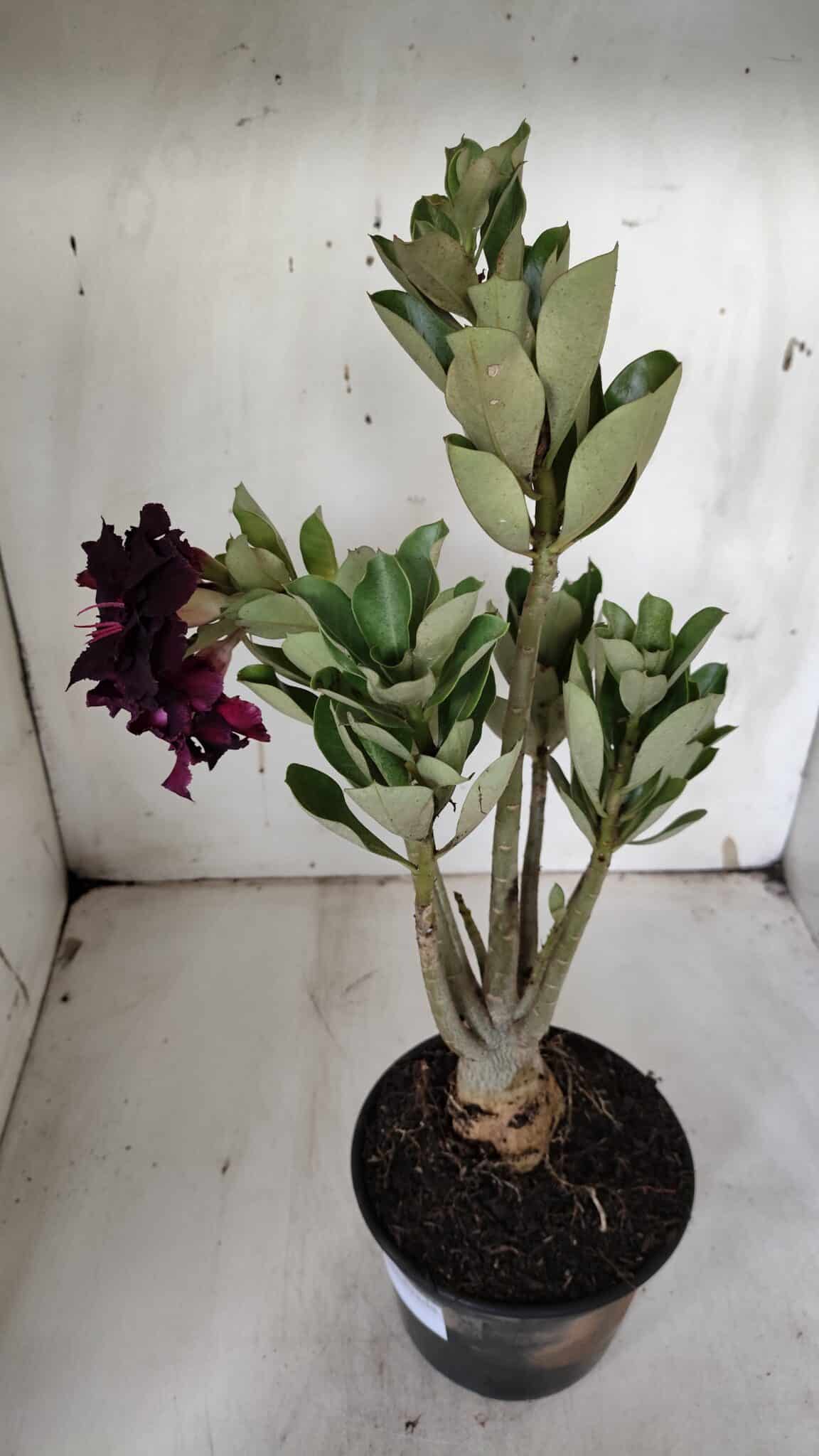 Planta Dobrada 3150 – 35cm – 03 anos