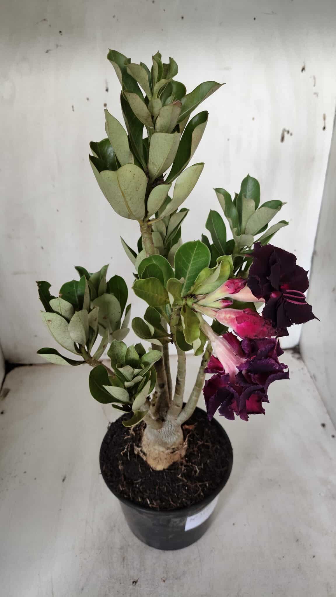 Planta Dobrada 3150 – 35cm – 03 anos
