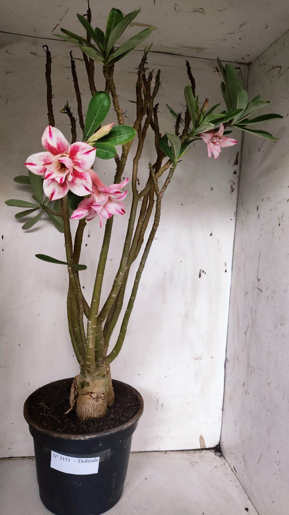 Planta Dobrada 3151 – 55cm – 04 anos
