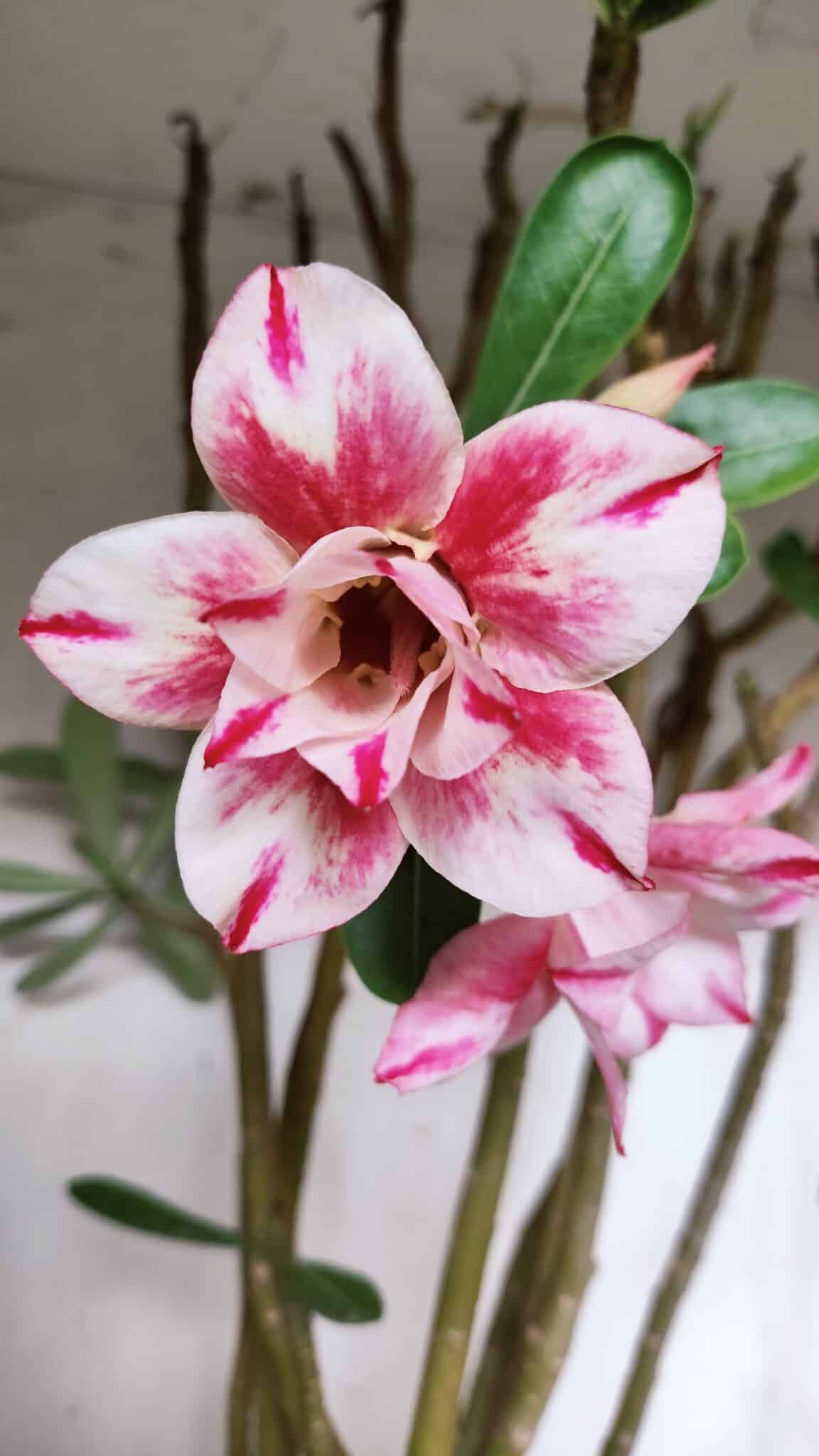 Planta Dobrada 3151 – 55cm – 04 anos