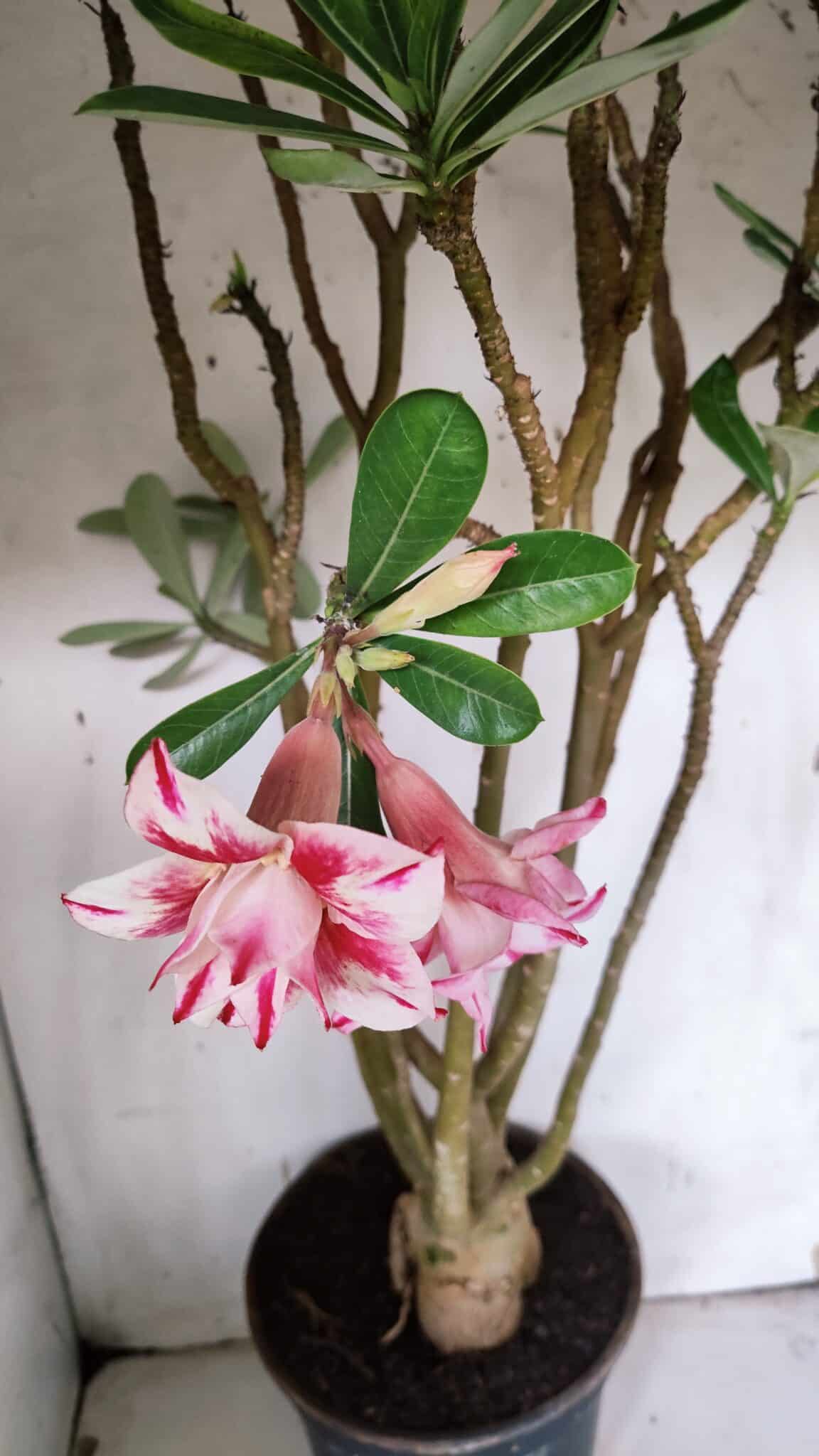 Planta Dobrada 3151 – 55cm – 04 anos