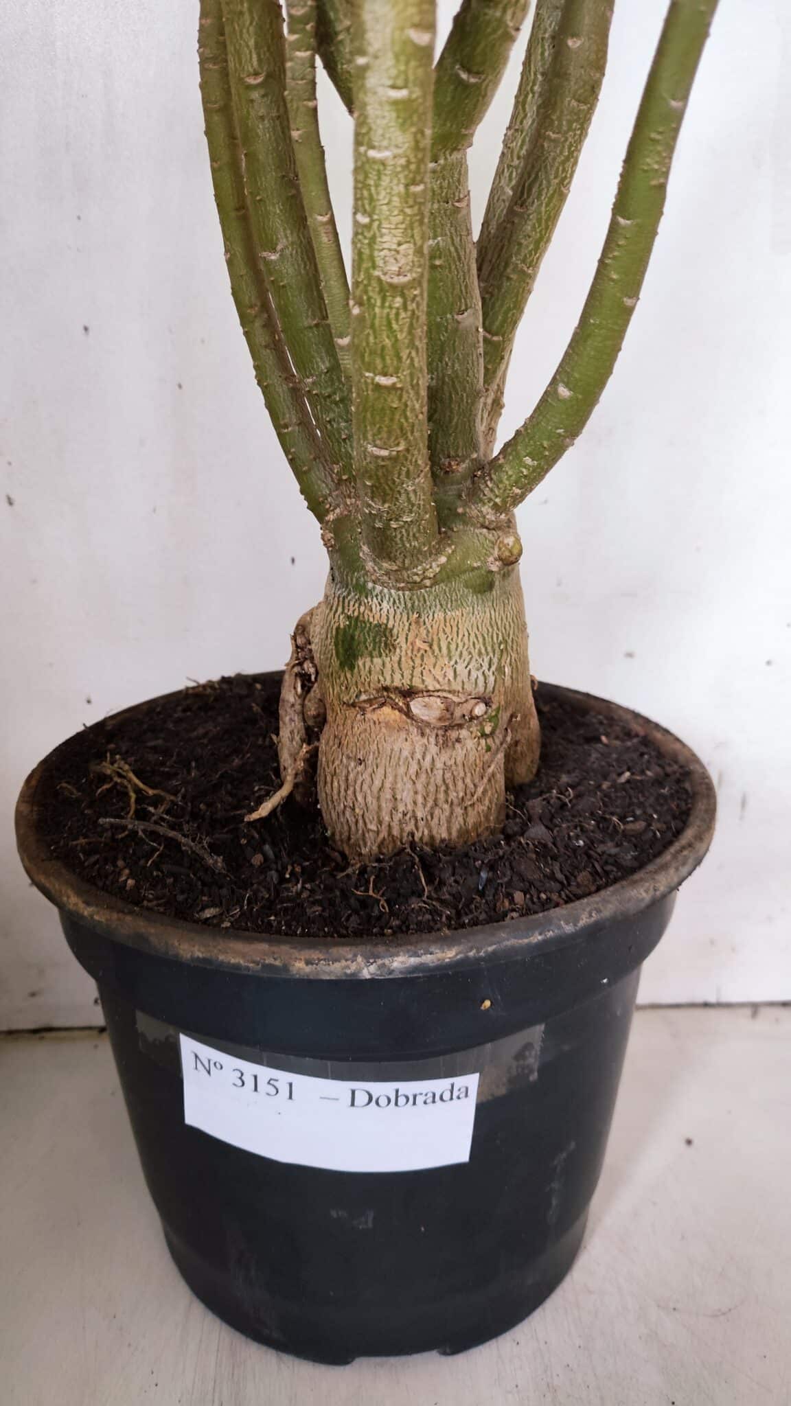 Planta Dobrada 3151 – 55cm – 04 anos