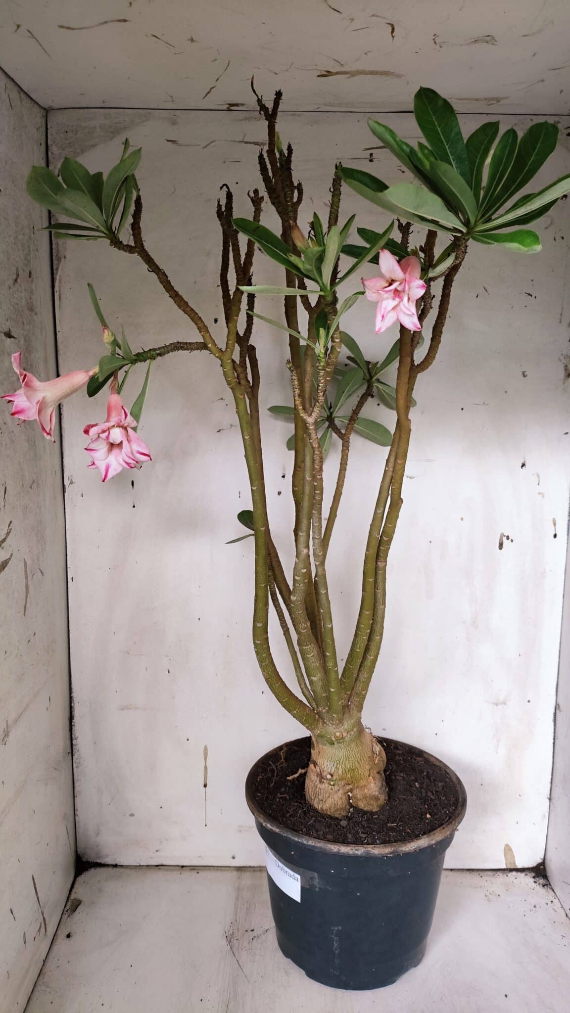Planta Dobrada 3151 – 55cm – 04 anos