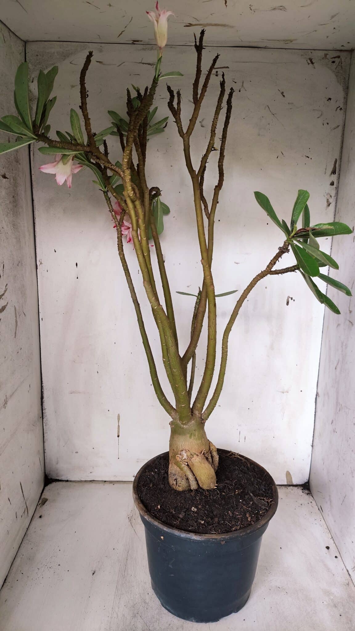 Planta Dobrada 3151 – 55cm – 04 anos