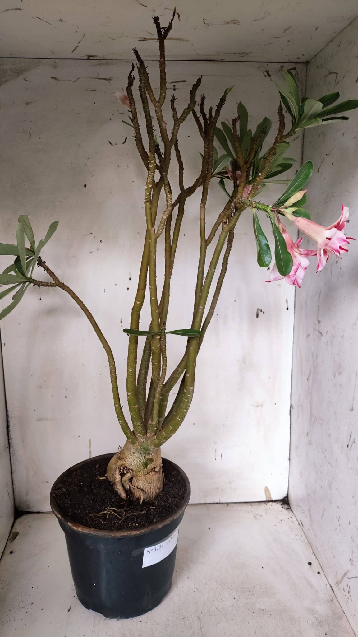 Planta Dobrada 3151 – 55cm – 04 anos