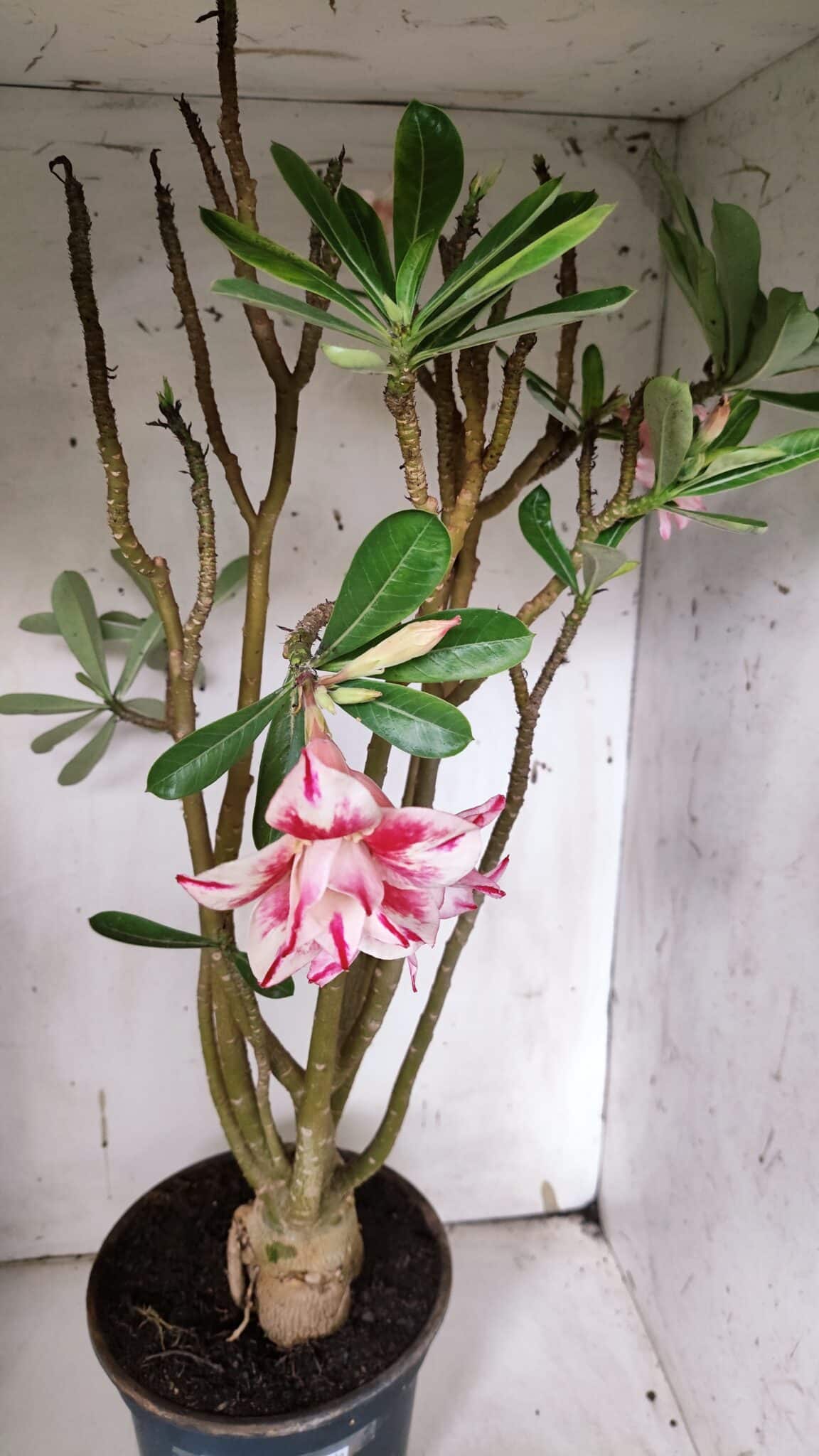 Planta Dobrada 3151 – 55cm – 04 anos