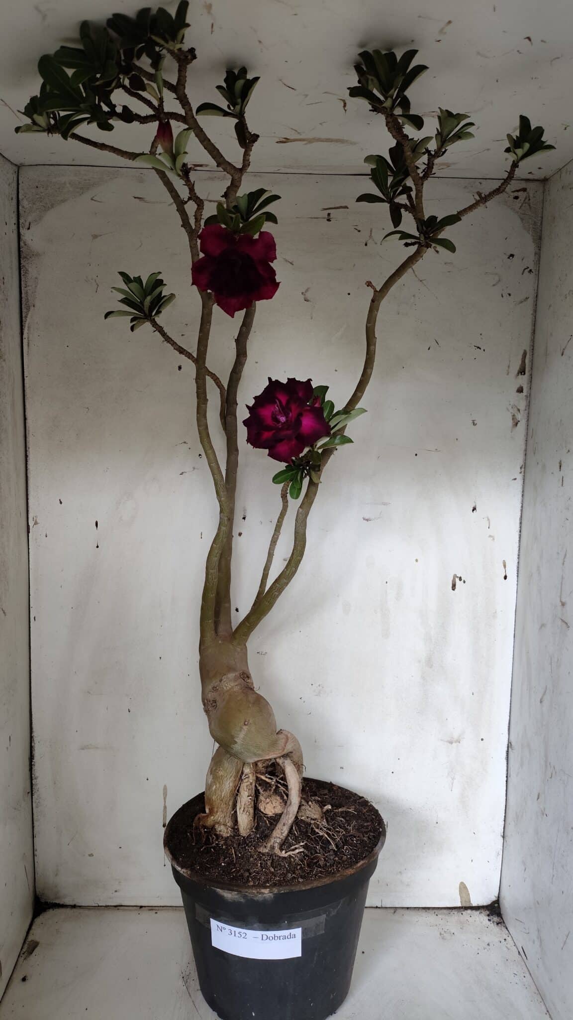 Planta Dobrada 3152 – 60cm – 05 anos