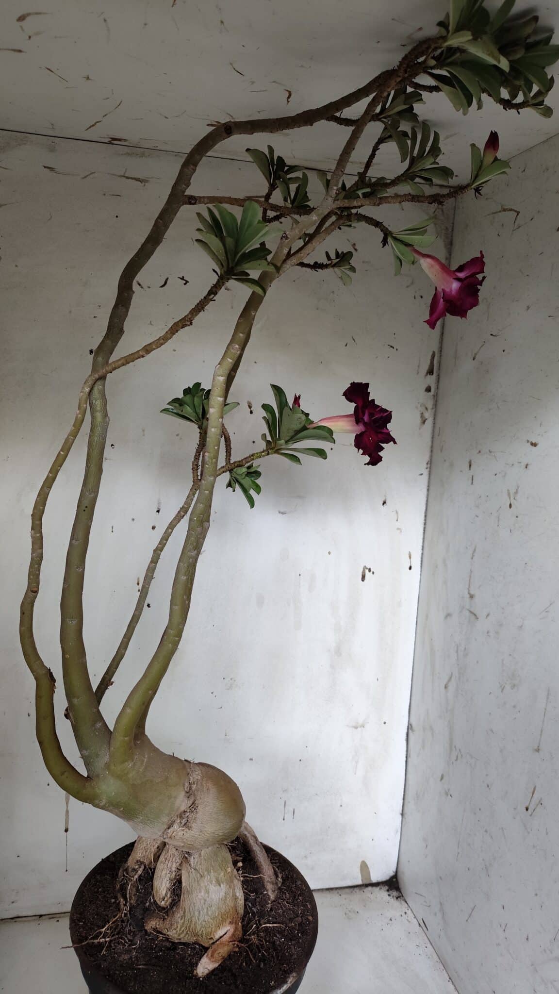 Planta Dobrada 3152 – 60cm – 05 anos