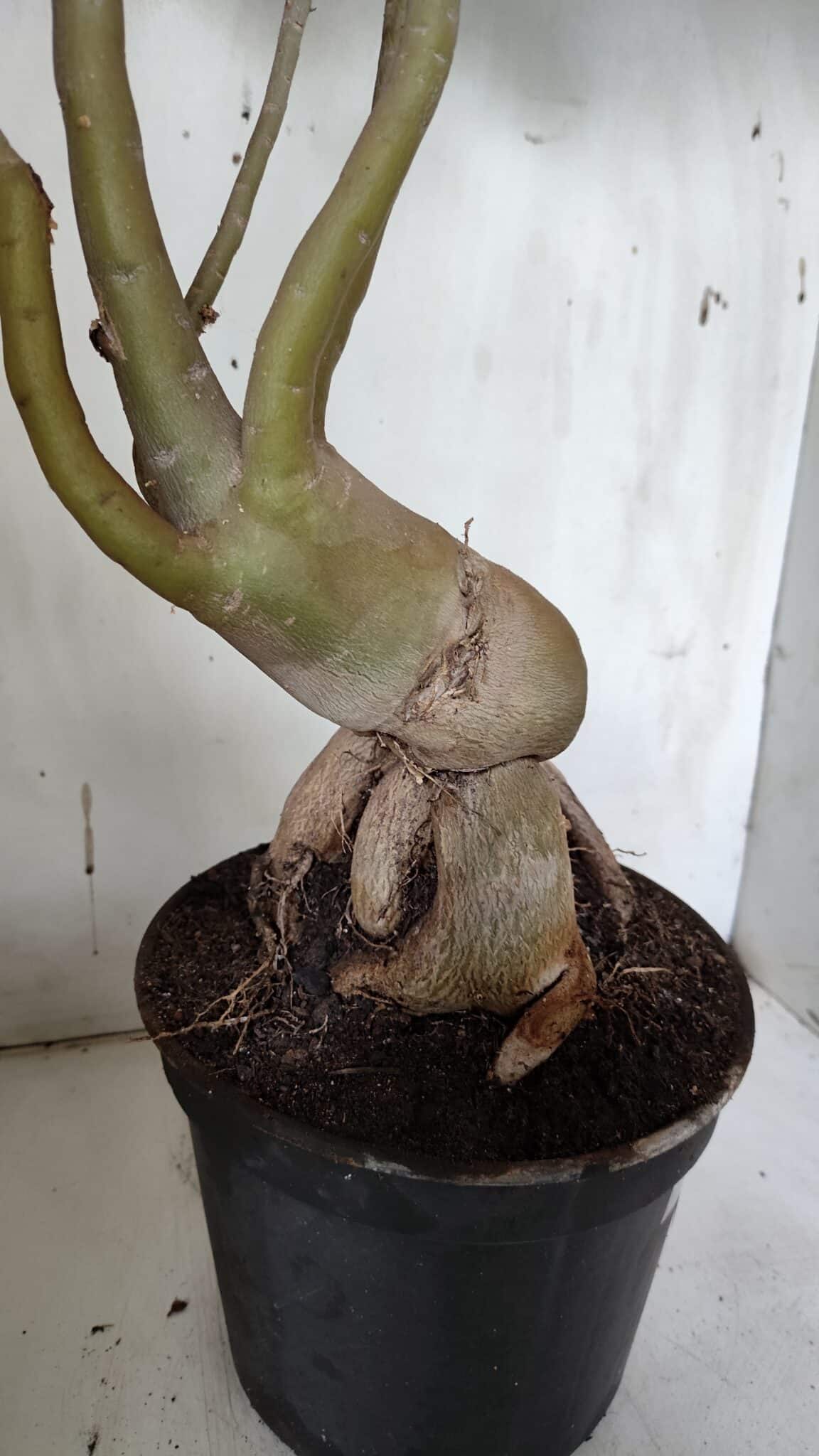 Planta Dobrada 3152 – 60cm – 05 anos
