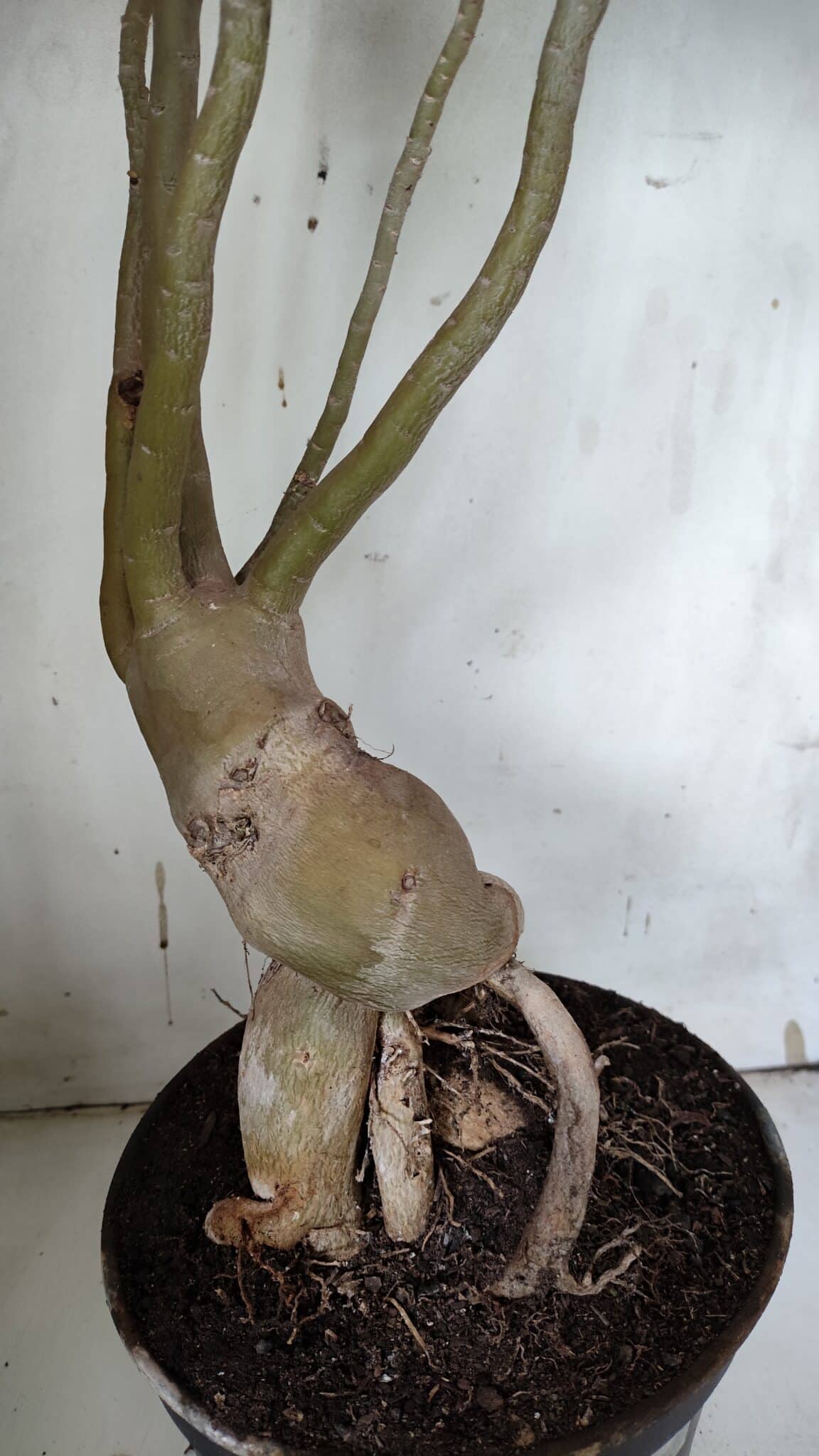 Planta Dobrada 3152 – 60cm – 05 anos