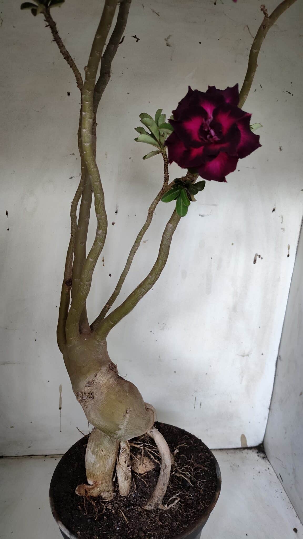 Planta Dobrada 3152 – 60cm – 05 anos