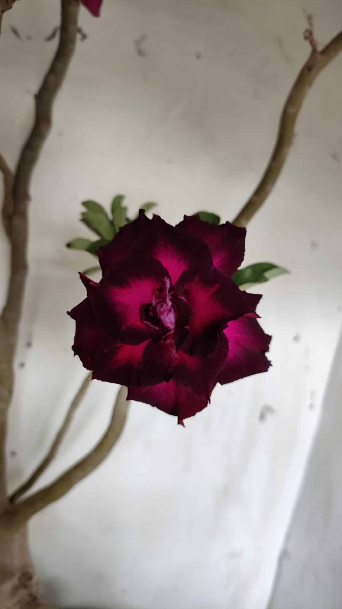 Planta Dobrada 3152 – 60cm – 05 anos