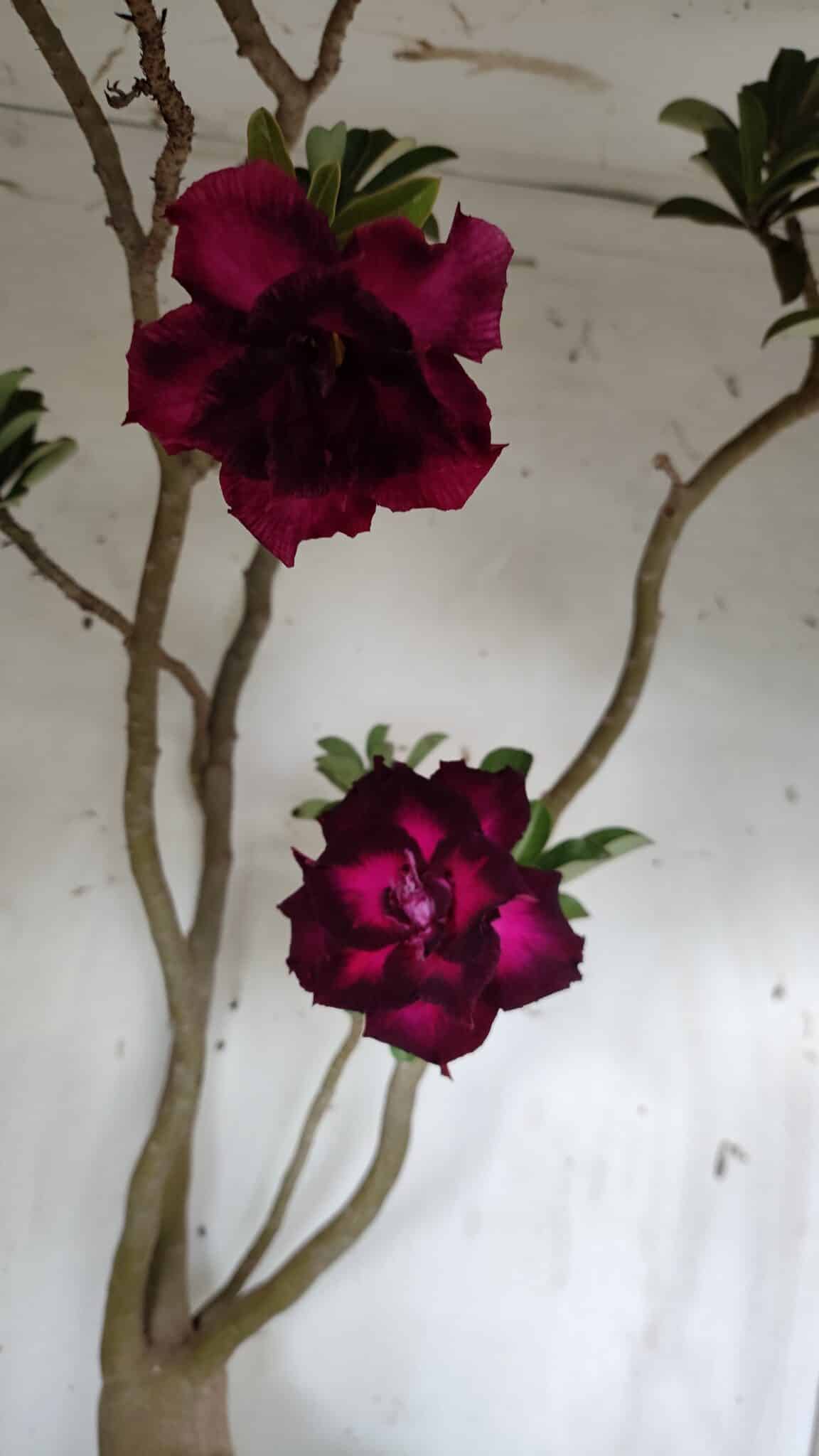 Planta Dobrada 3152 – 60cm – 05 anos