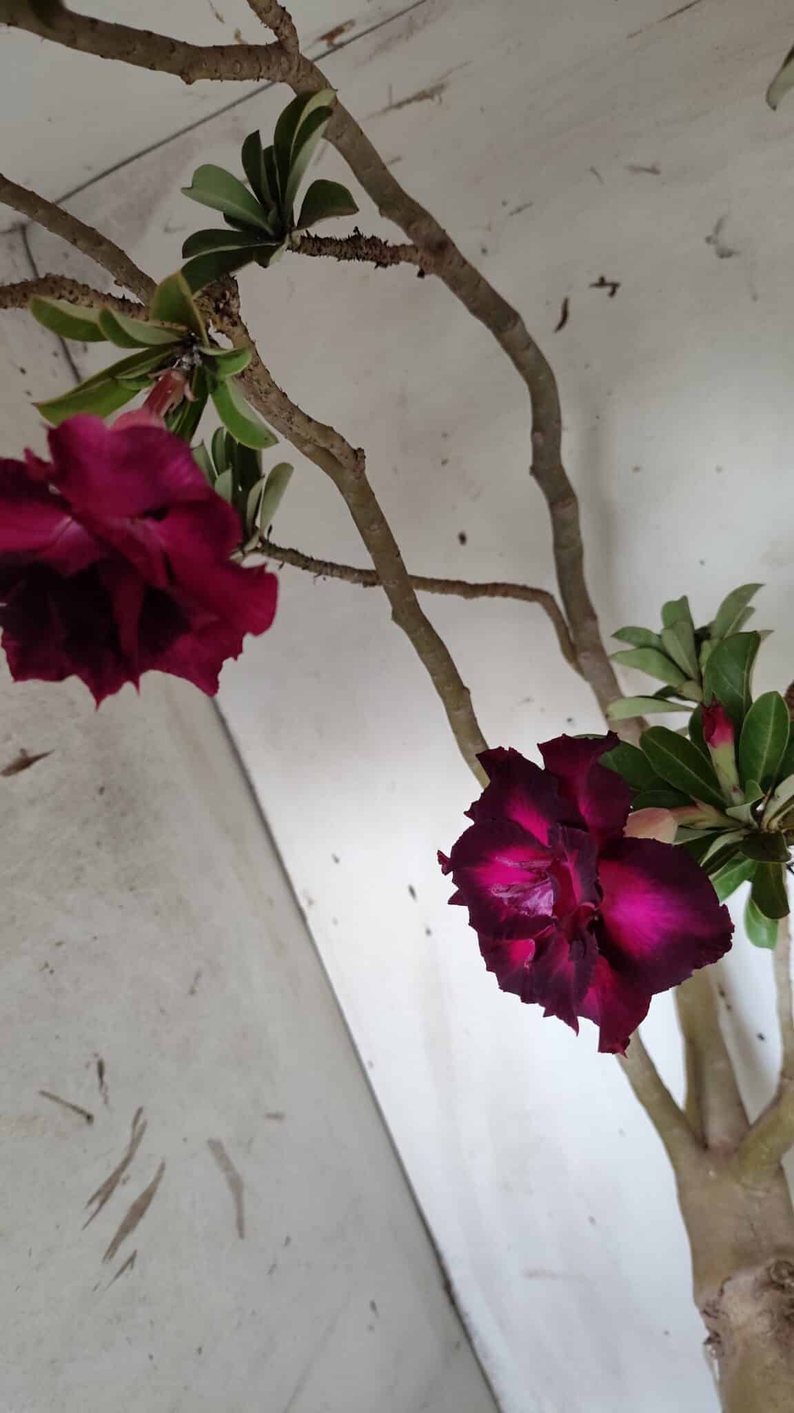 Planta Dobrada 3152 – 60cm – 05 anos