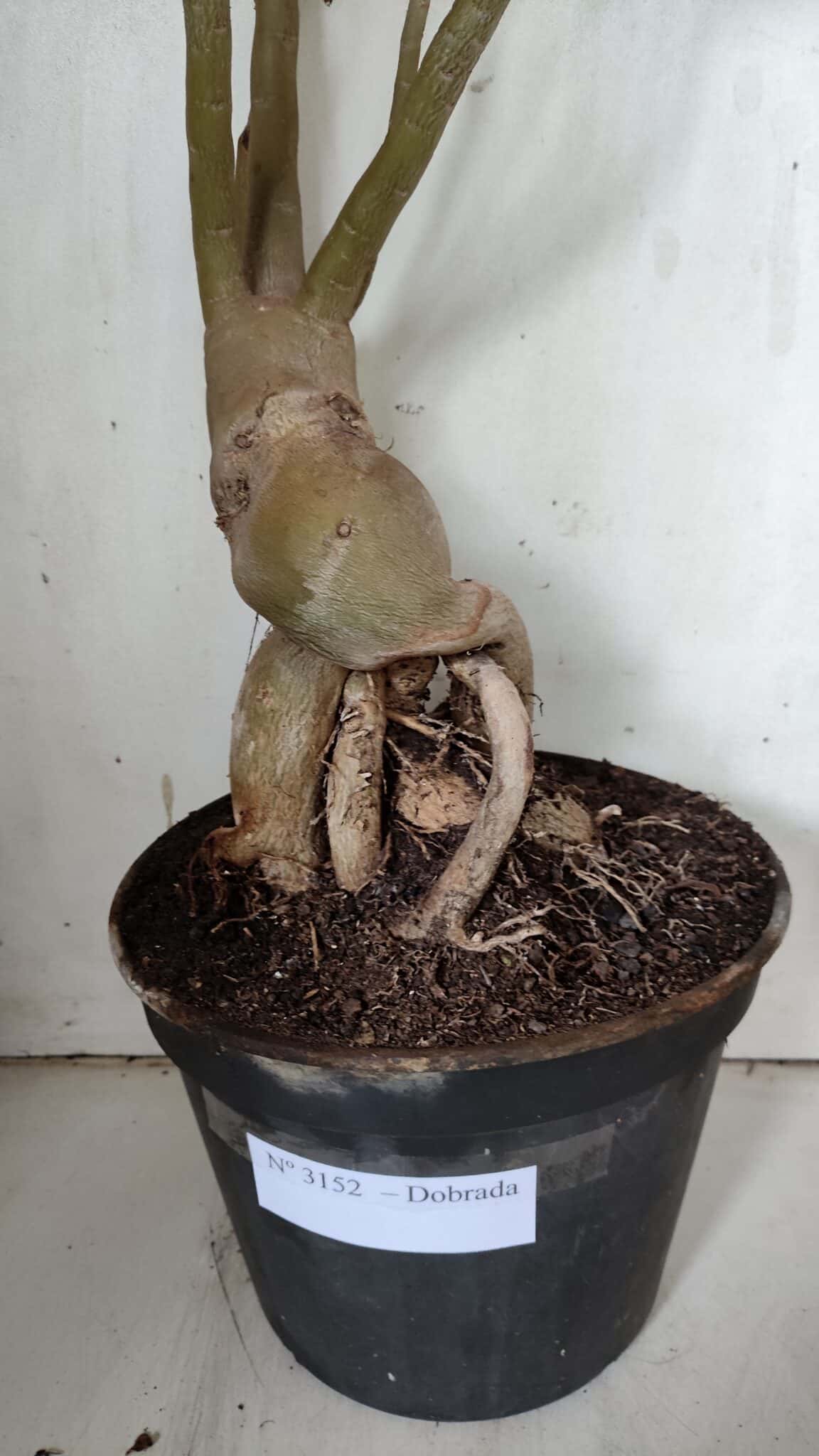 Planta Dobrada 3152 – 60cm – 05 anos