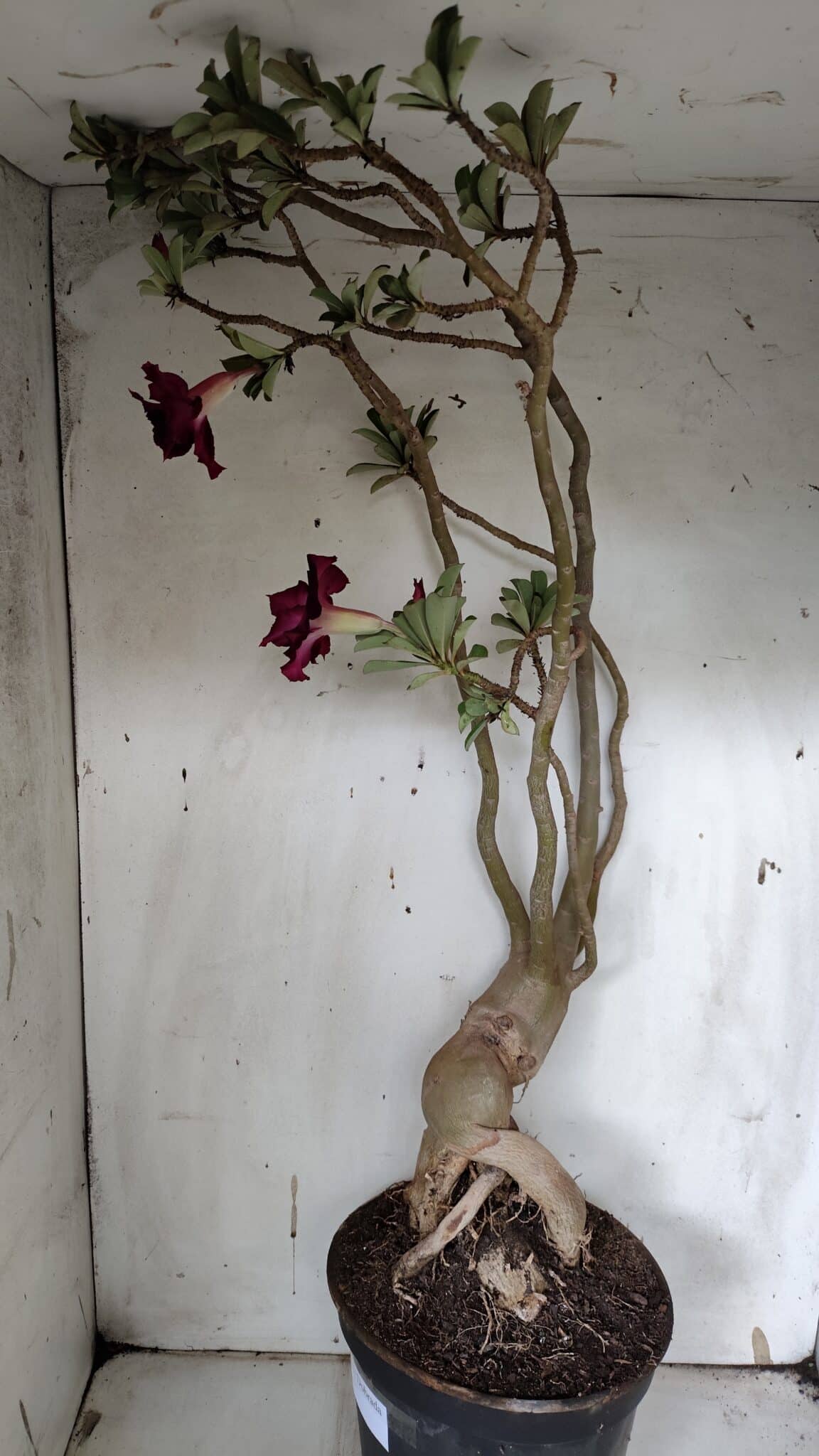 Planta Dobrada 3152 – 60cm – 05 anos