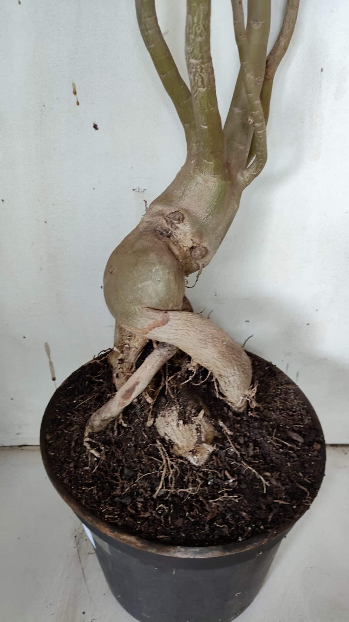 Planta Dobrada 3152 – 60cm – 05 anos
