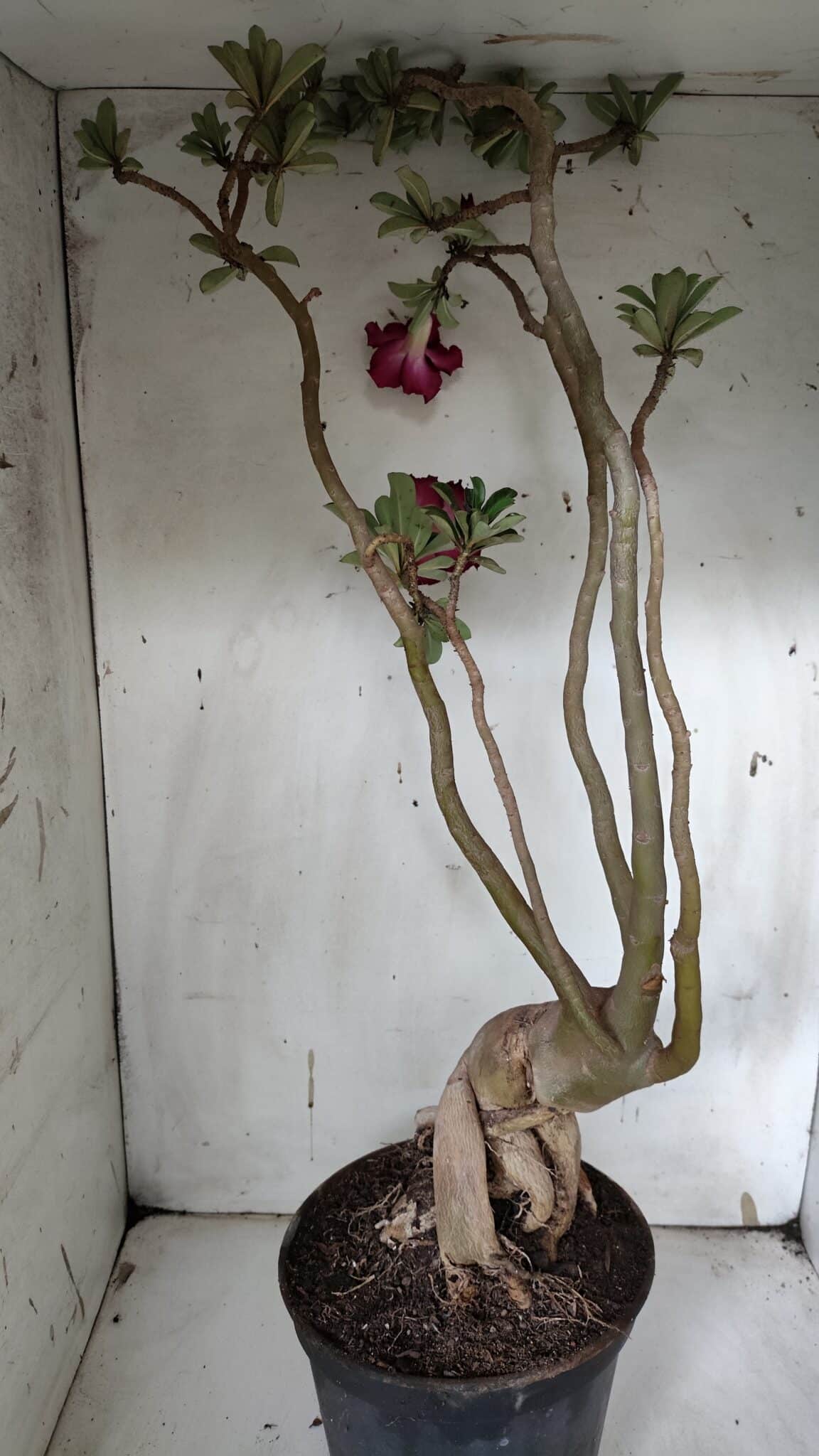 Planta Dobrada 3152 – 60cm – 05 anos