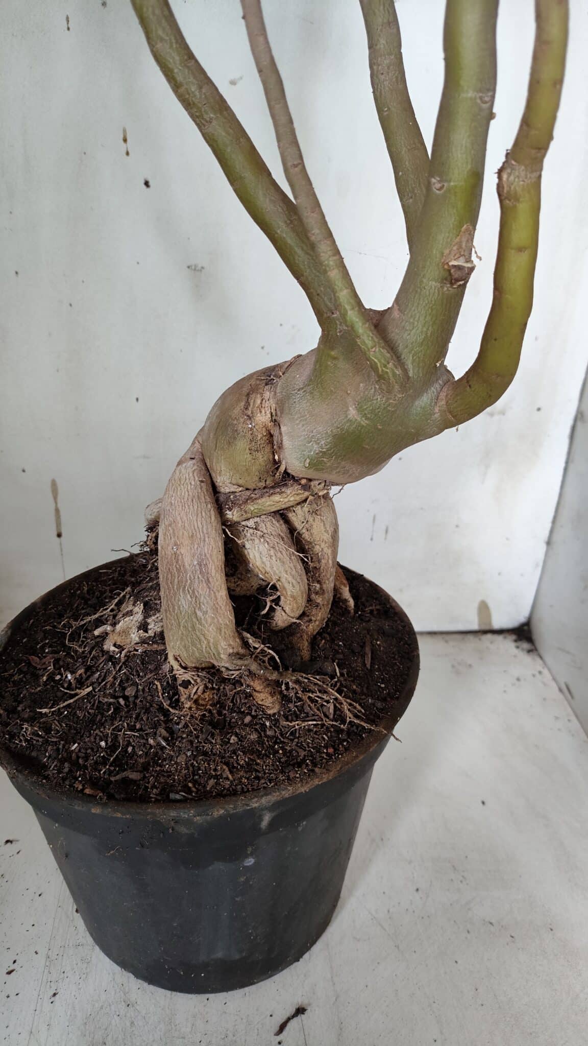 Planta Dobrada 3152 – 60cm – 05 anos