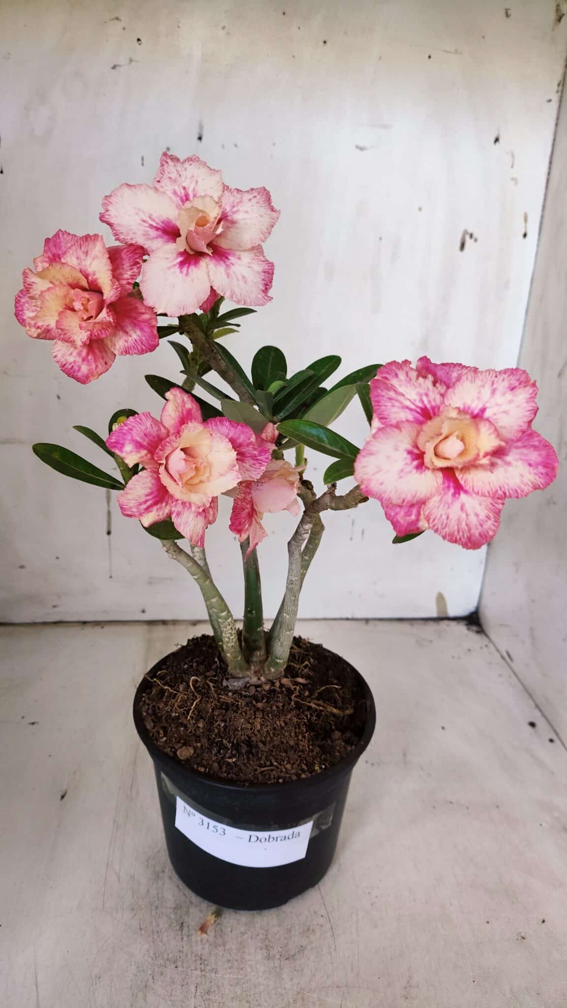 Planta Dobrada 3153 – 35cm – 03 anos