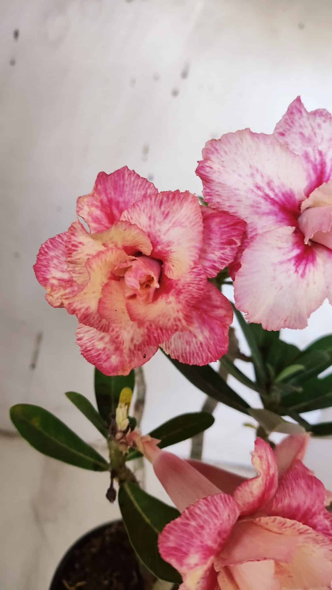 Planta Dobrada 3153 – 35cm – 03 anos