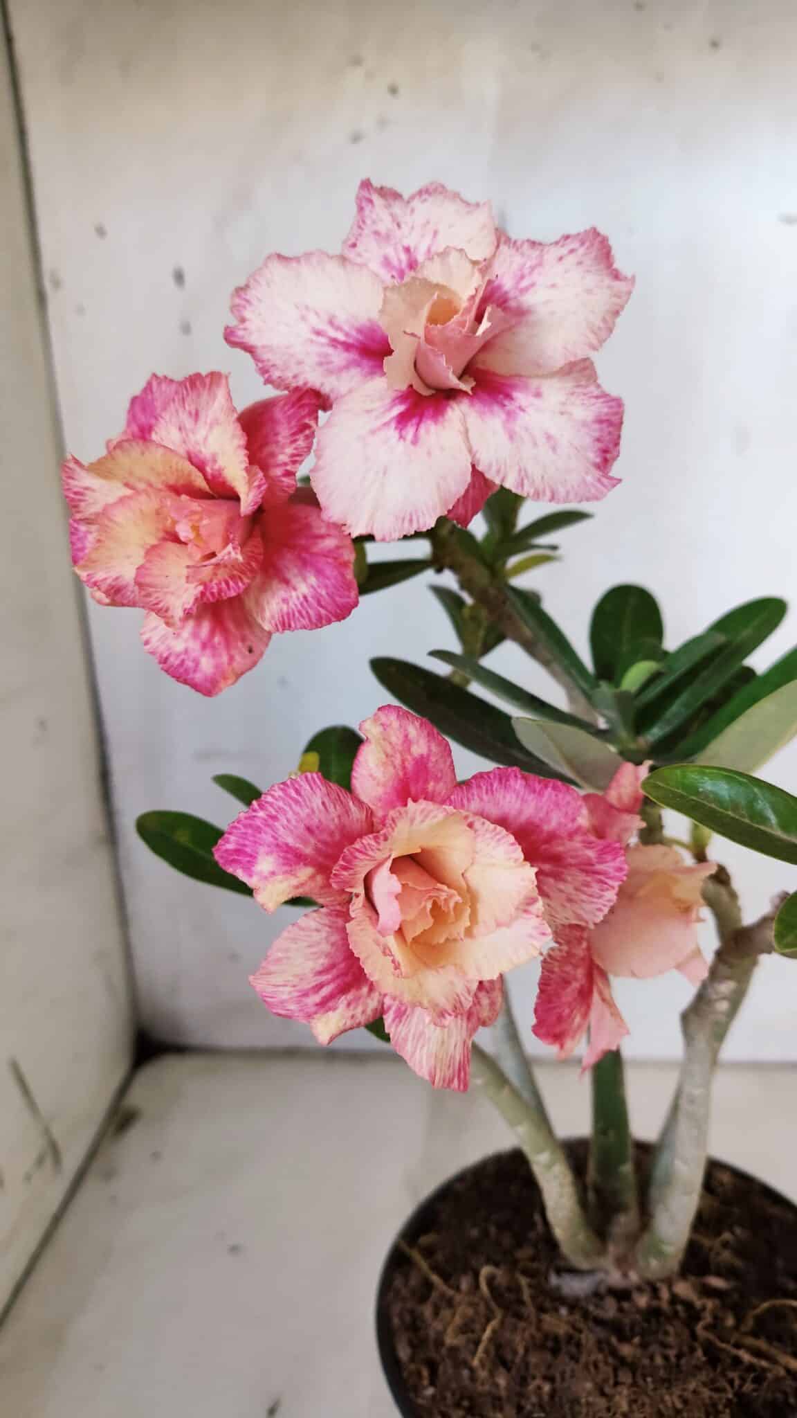 Planta Dobrada 3153 – 35cm – 03 anos