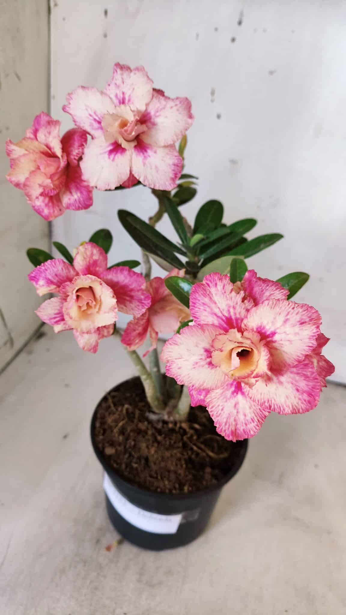 Planta Dobrada 3153 – 35cm – 03 anos