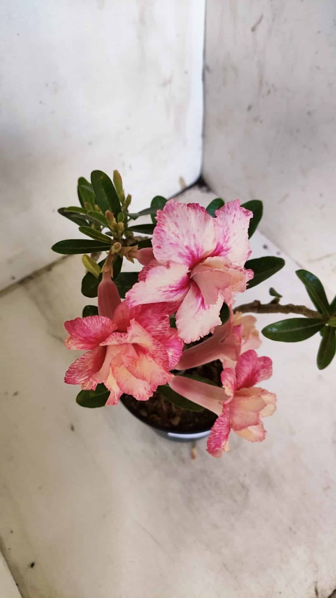 Planta Dobrada 3153 – 35cm – 03 anos