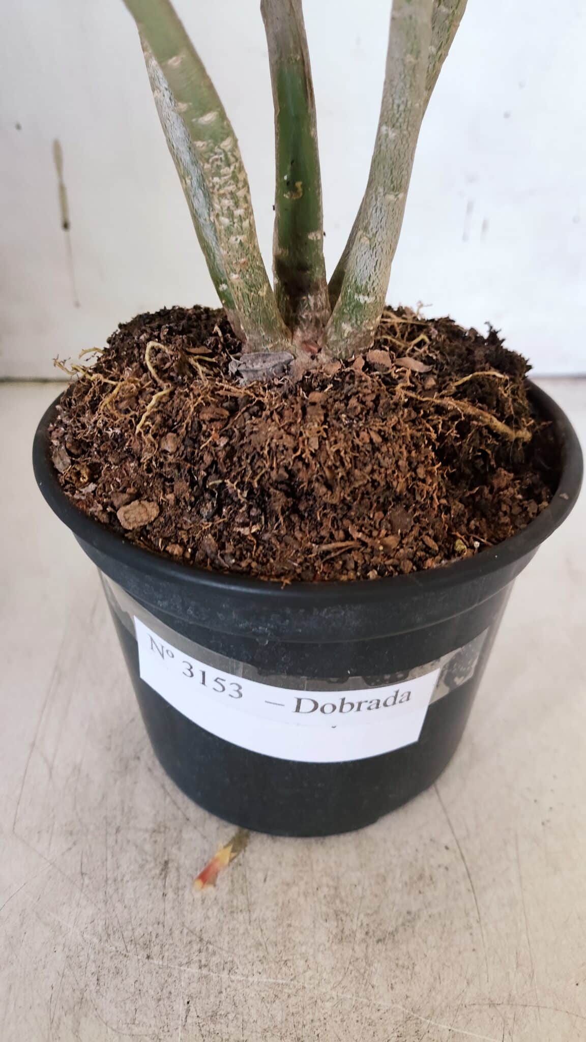 Planta Dobrada 3153 – 35cm – 03 anos