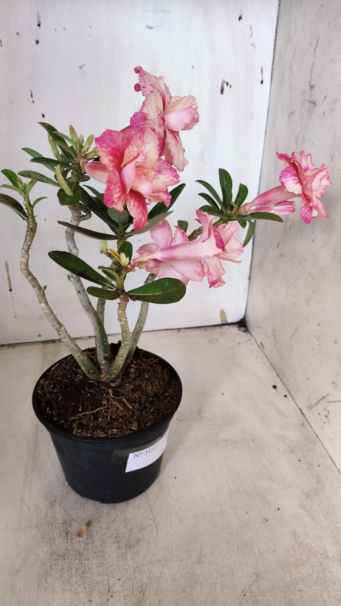 Planta Dobrada 3153 – 35cm – 03 anos
