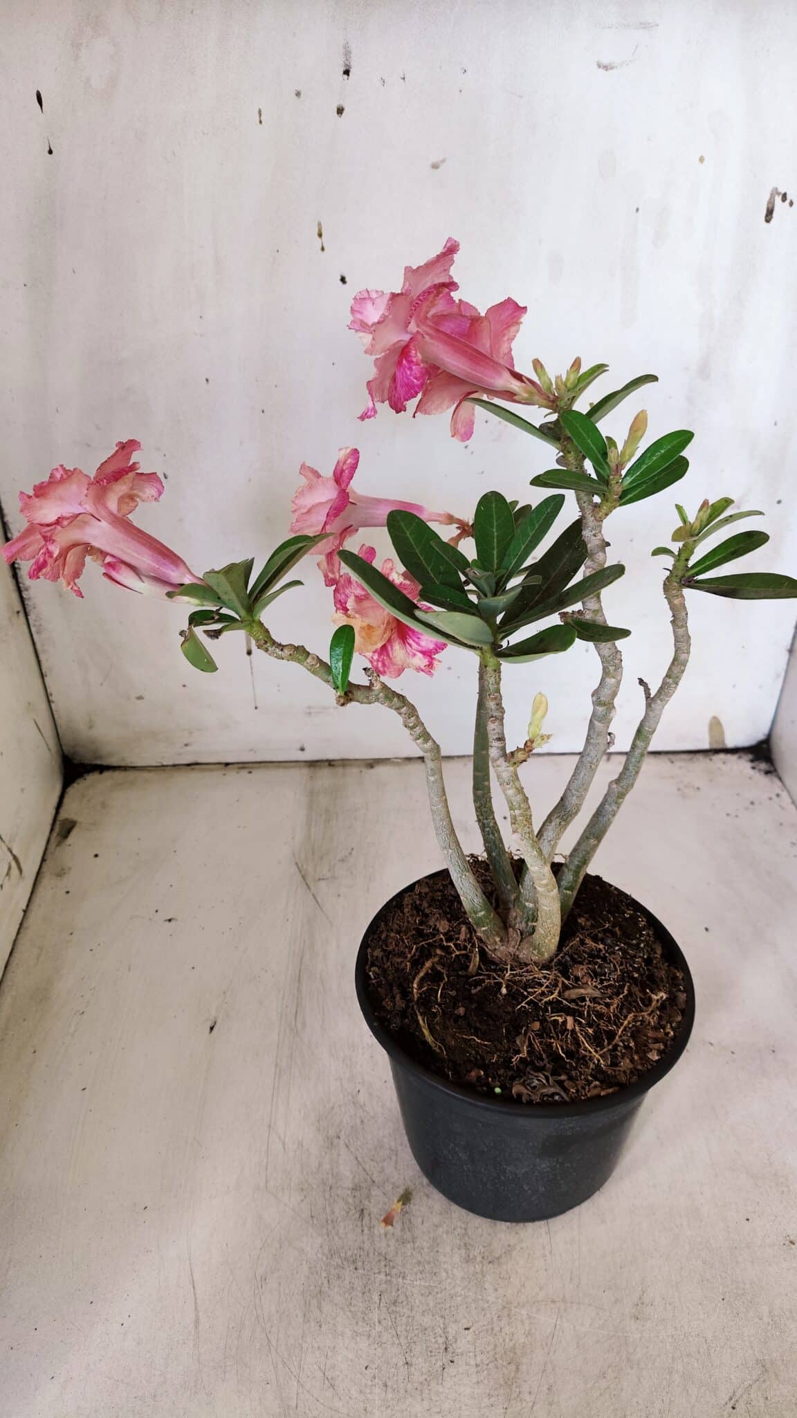 Planta Dobrada 3153 – 35cm – 03 anos