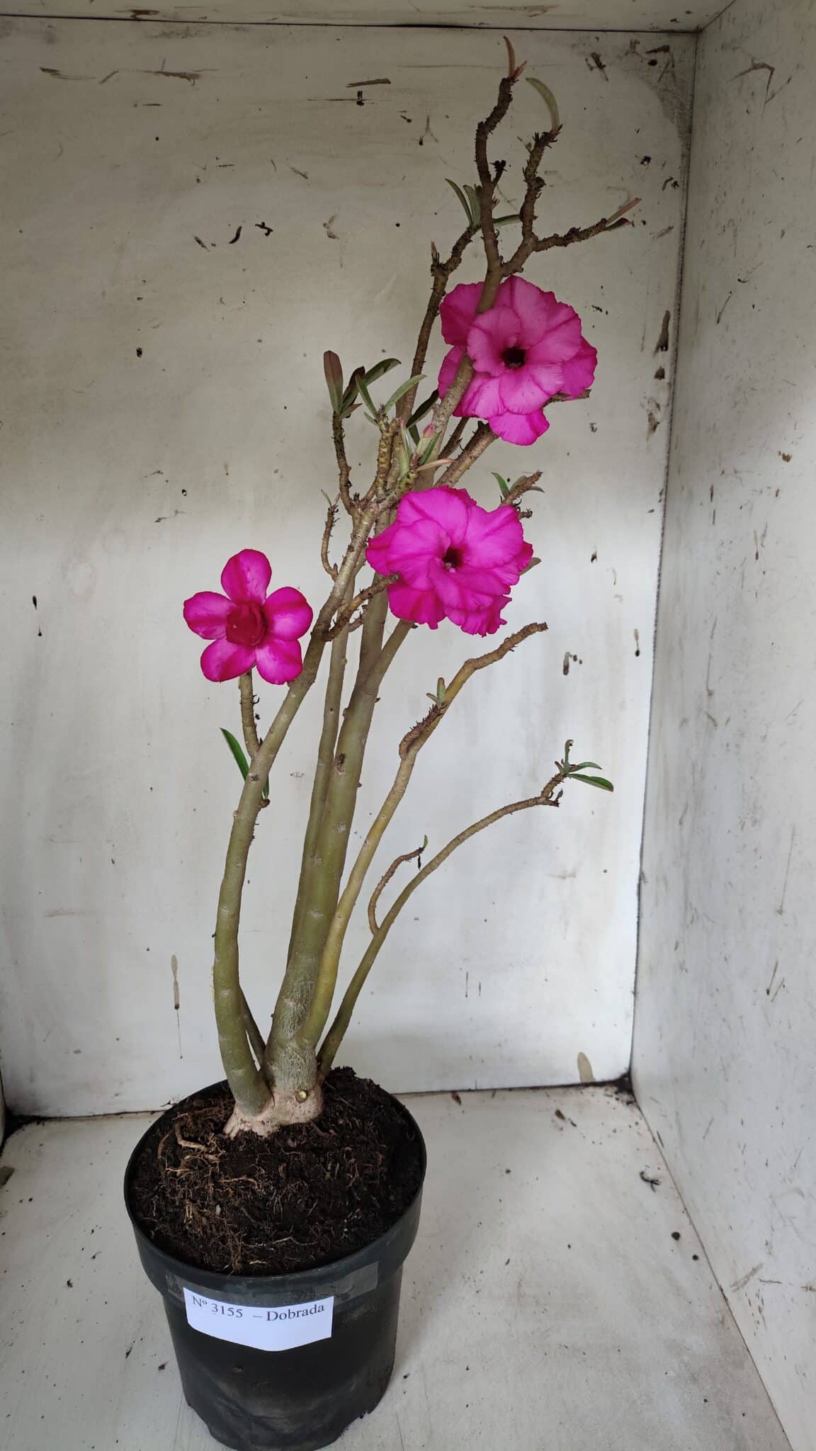 Planta Dobrada 3155 – 50cm – 04 anos