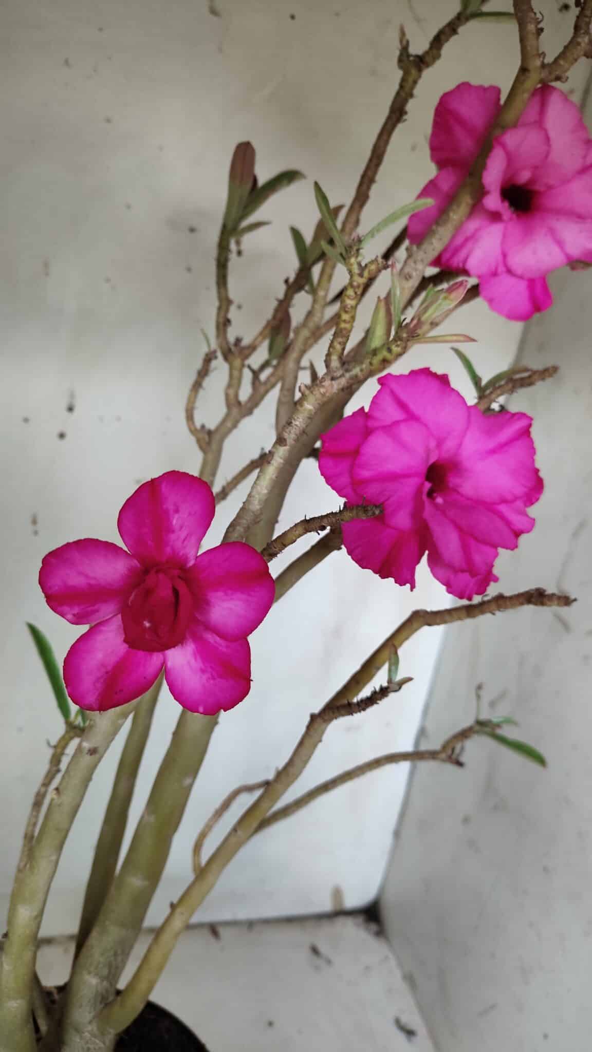 Planta Dobrada 3155 – 50cm – 04 anos