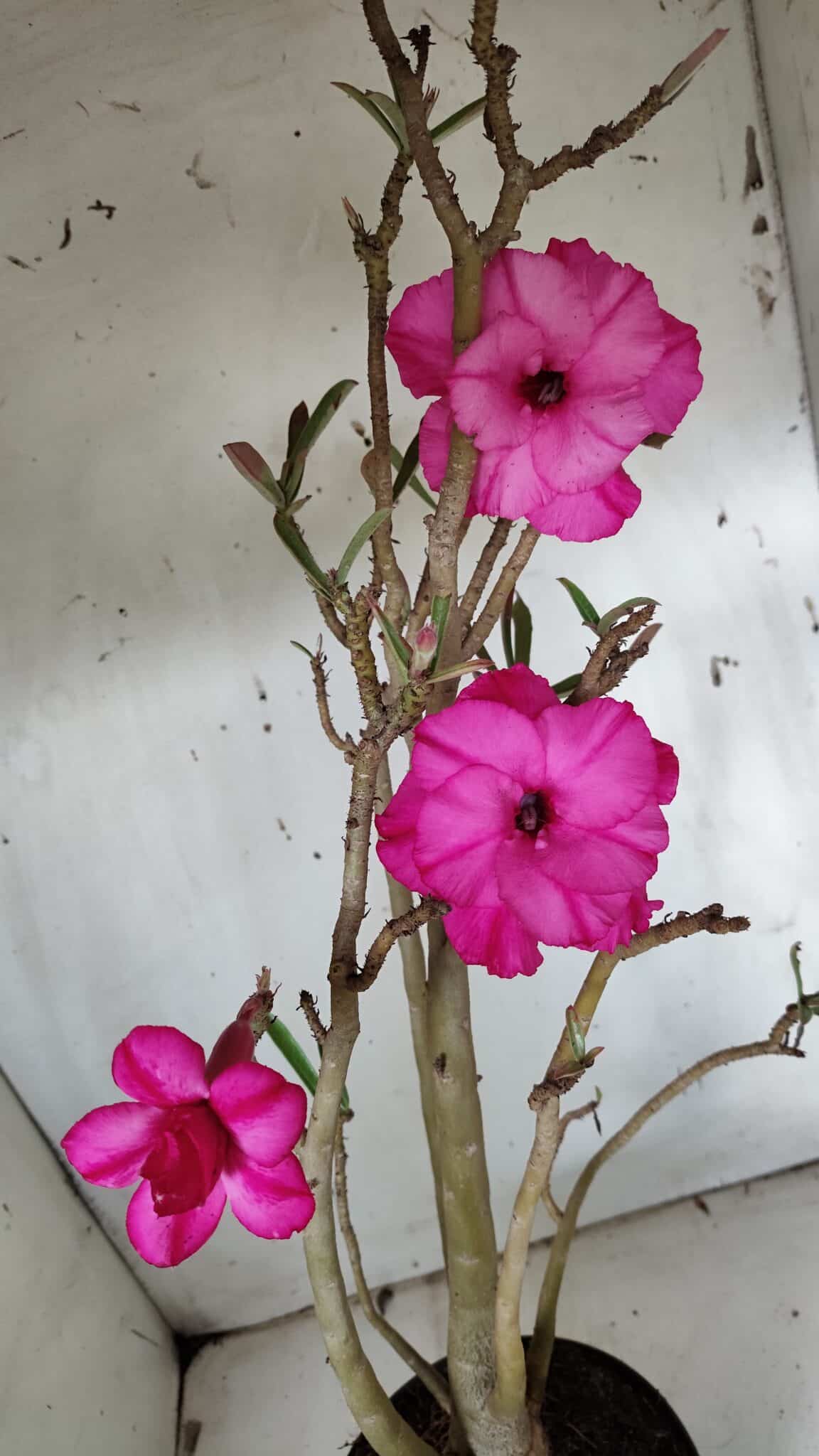 Planta Dobrada 3155 – 50cm – 04 anos