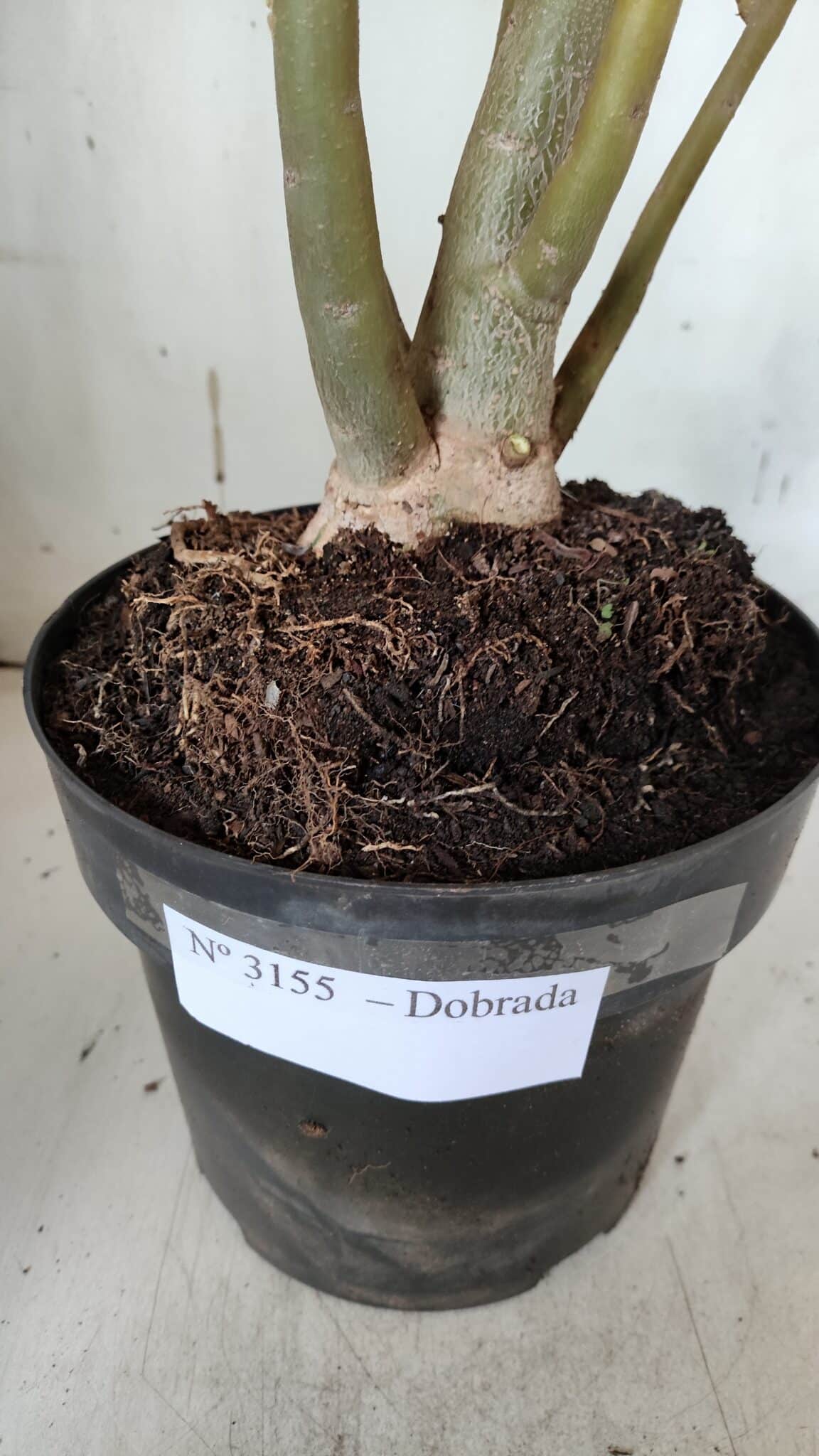 Planta Dobrada 3155 – 50cm – 04 anos