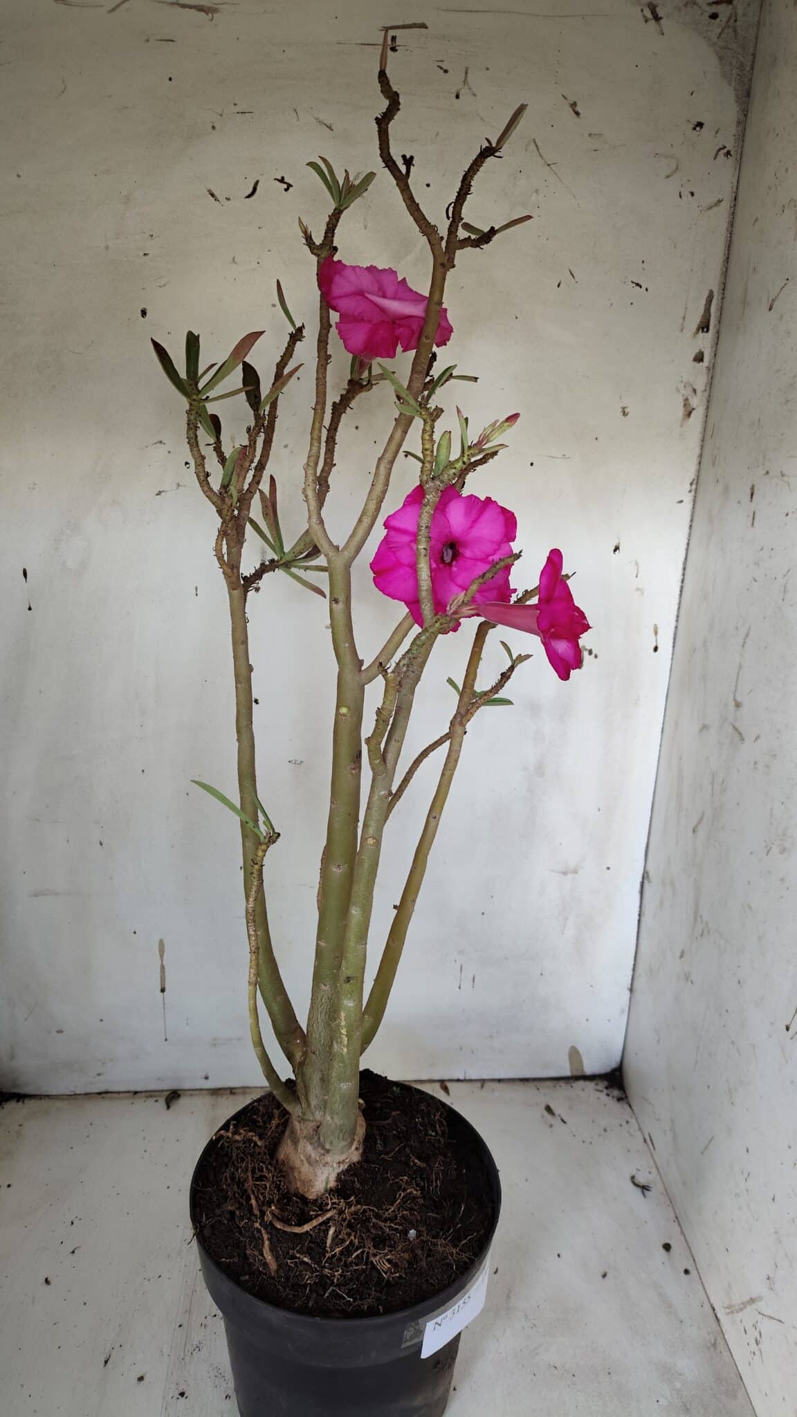 Planta Dobrada 3155 – 50cm – 04 anos