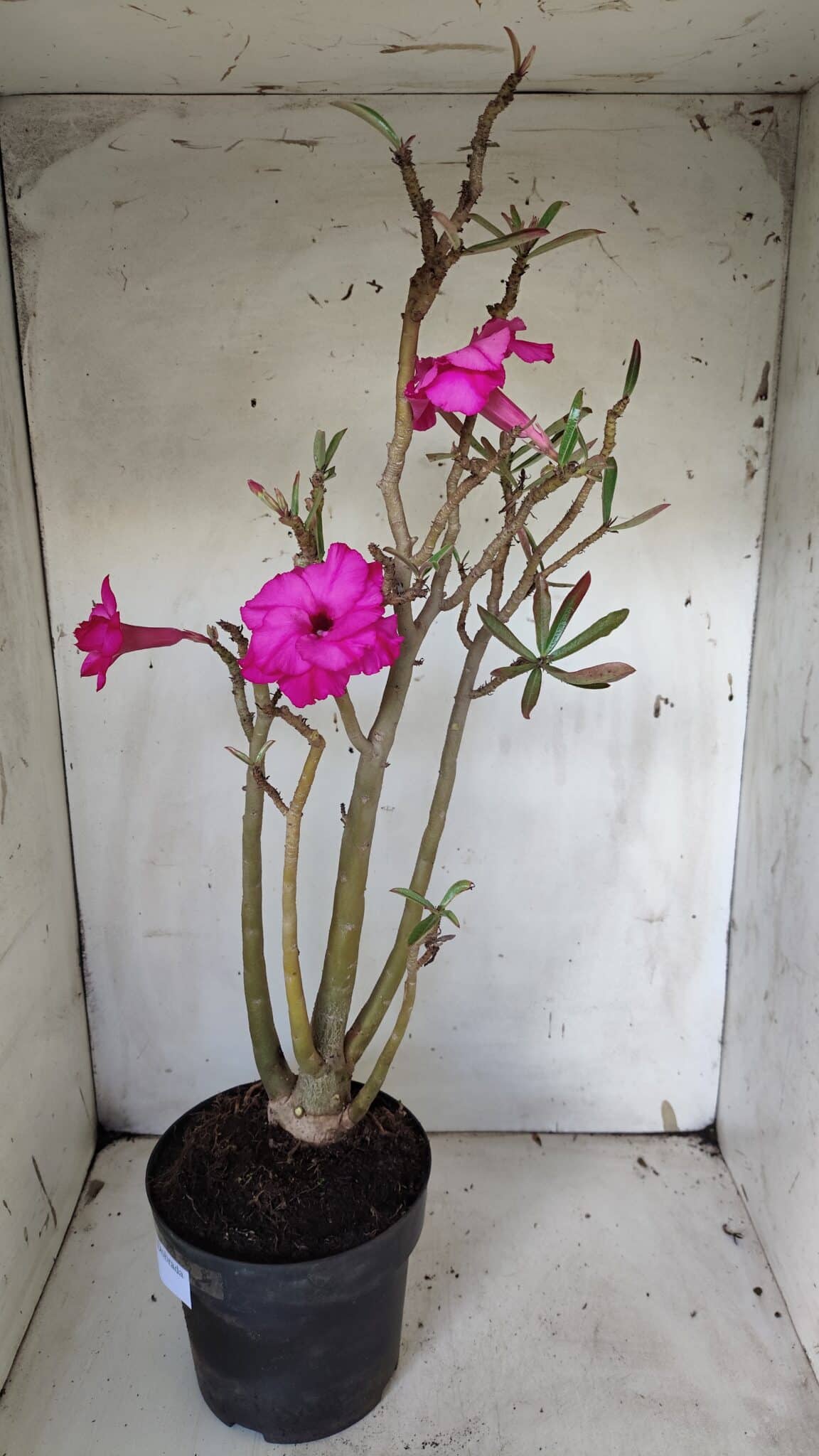 Planta Dobrada 3155 – 50cm – 04 anos