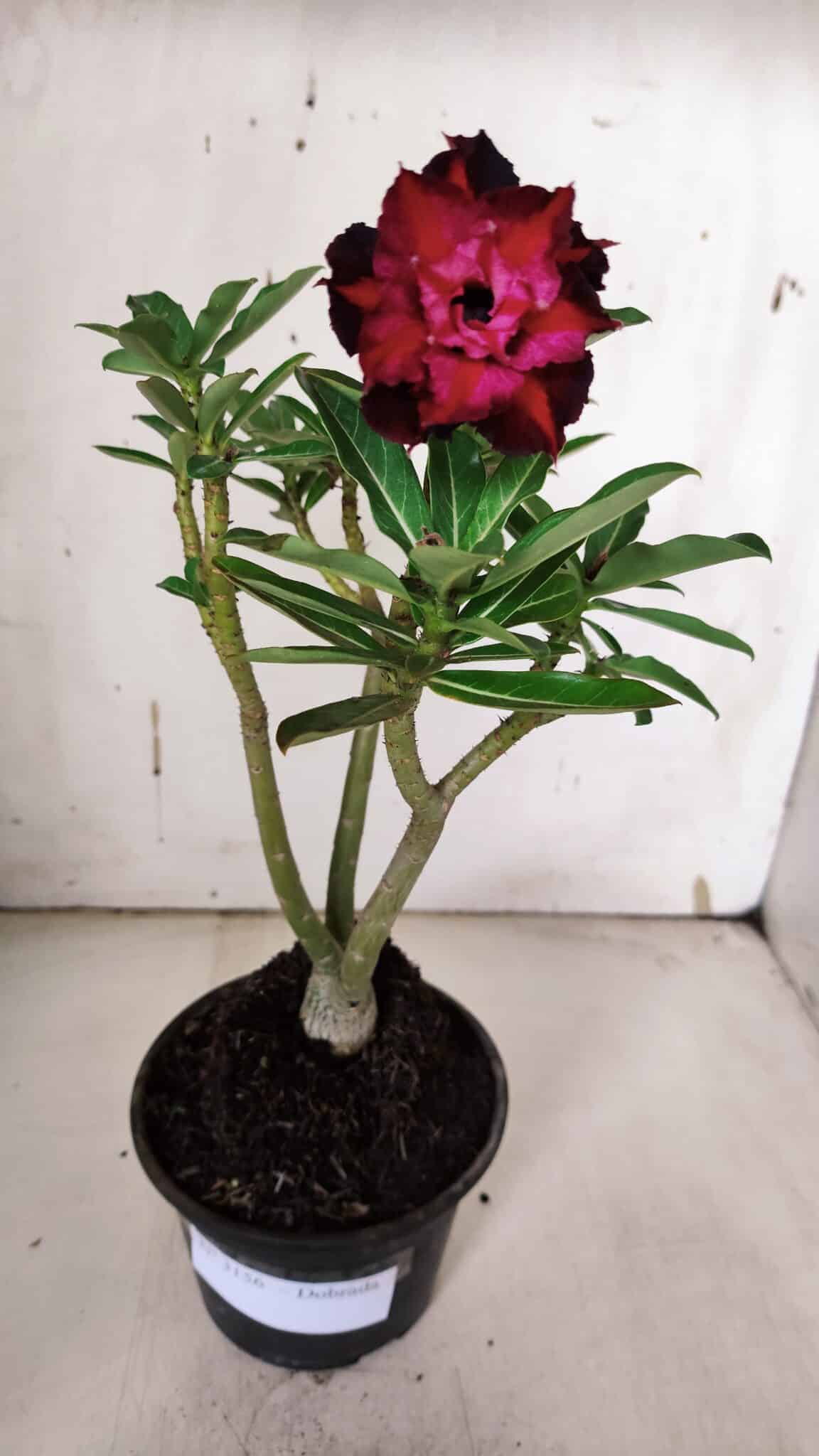 Planta Dobrada 3156 – 30cm – 02 anos