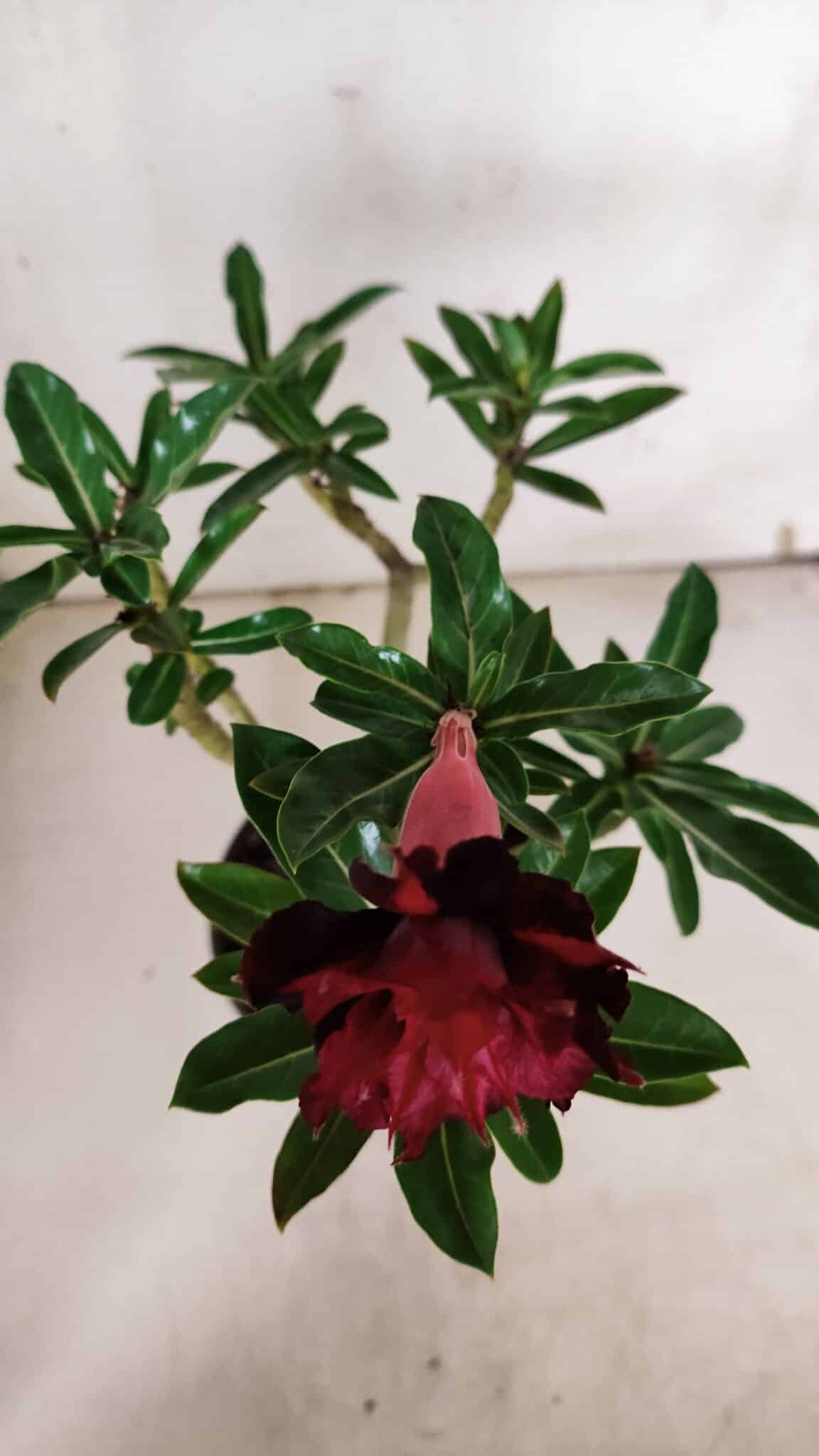 Planta Dobrada 3156 – 30cm – 02 anos