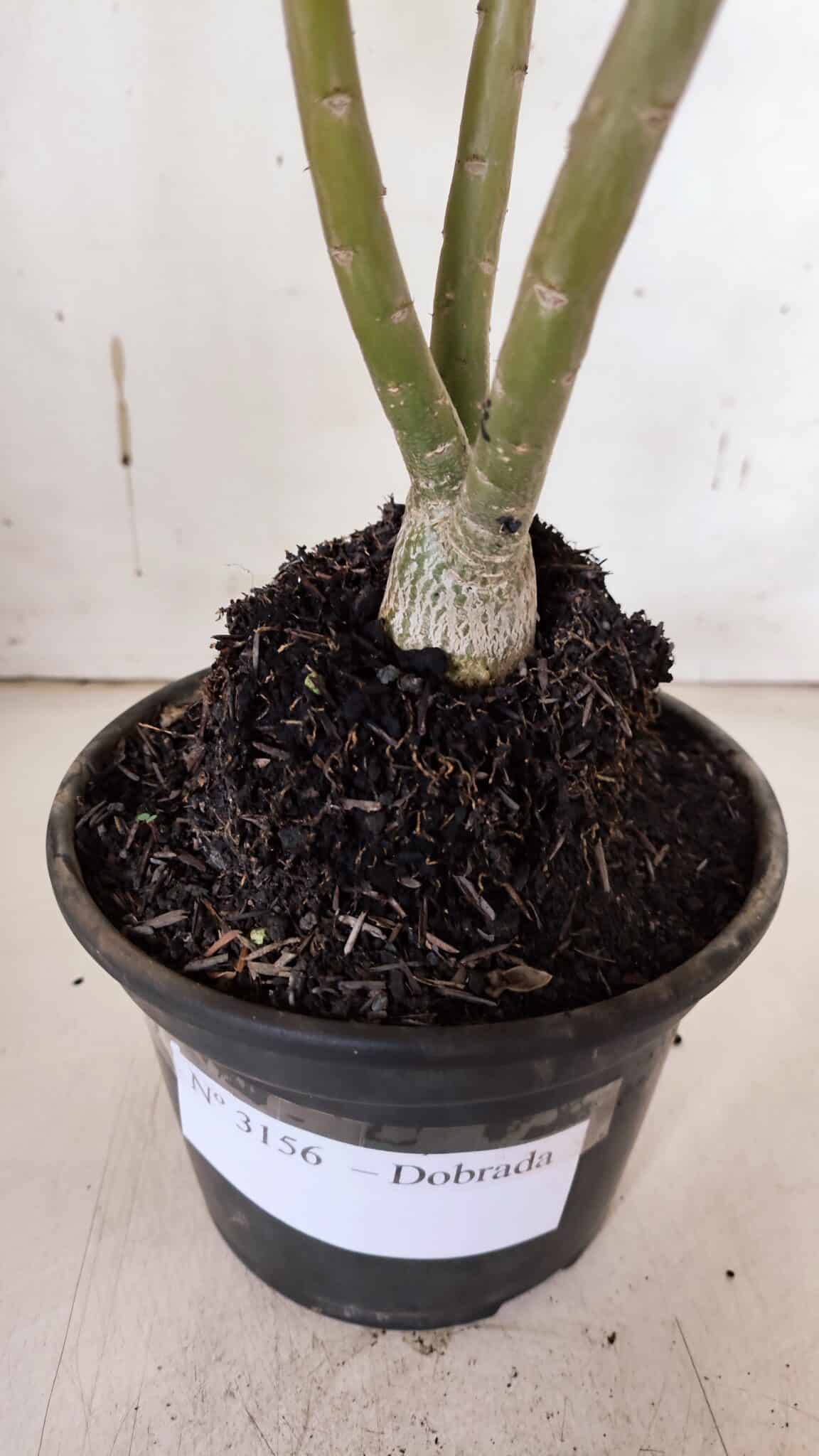 Planta Dobrada 3156 – 30cm – 02 anos