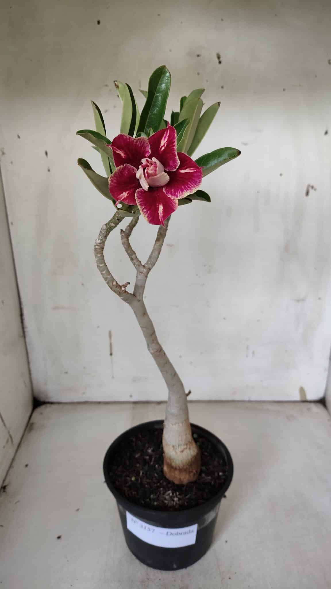 Planta Dobrada 3157 – 30cm – 02 anos