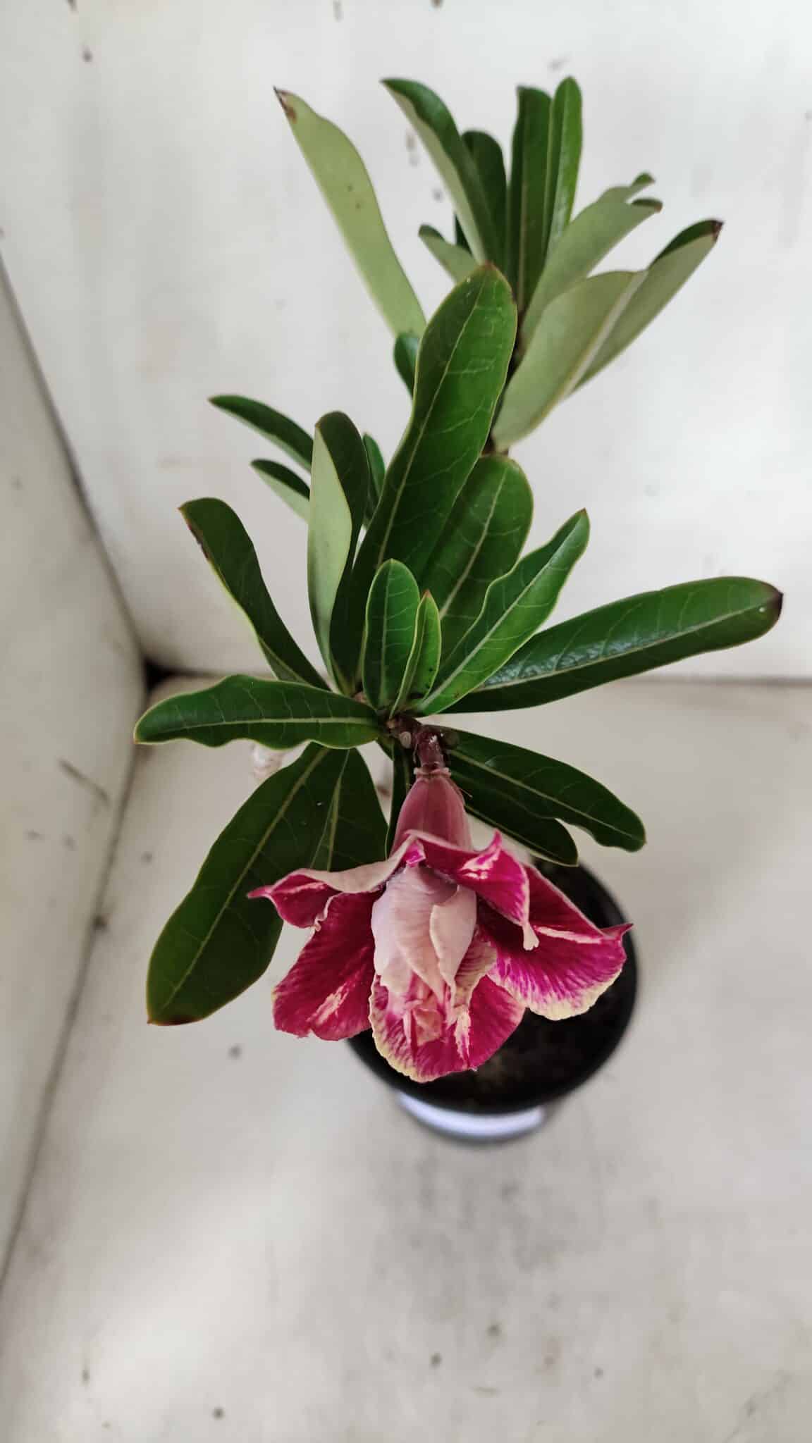 Planta Dobrada 3157 – 30cm – 02 anos
