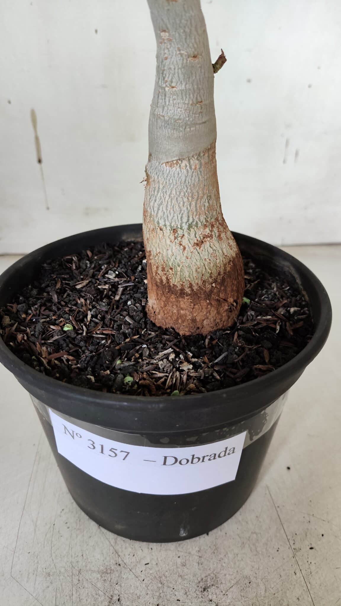 Planta Dobrada 3157 – 30cm – 02 anos
