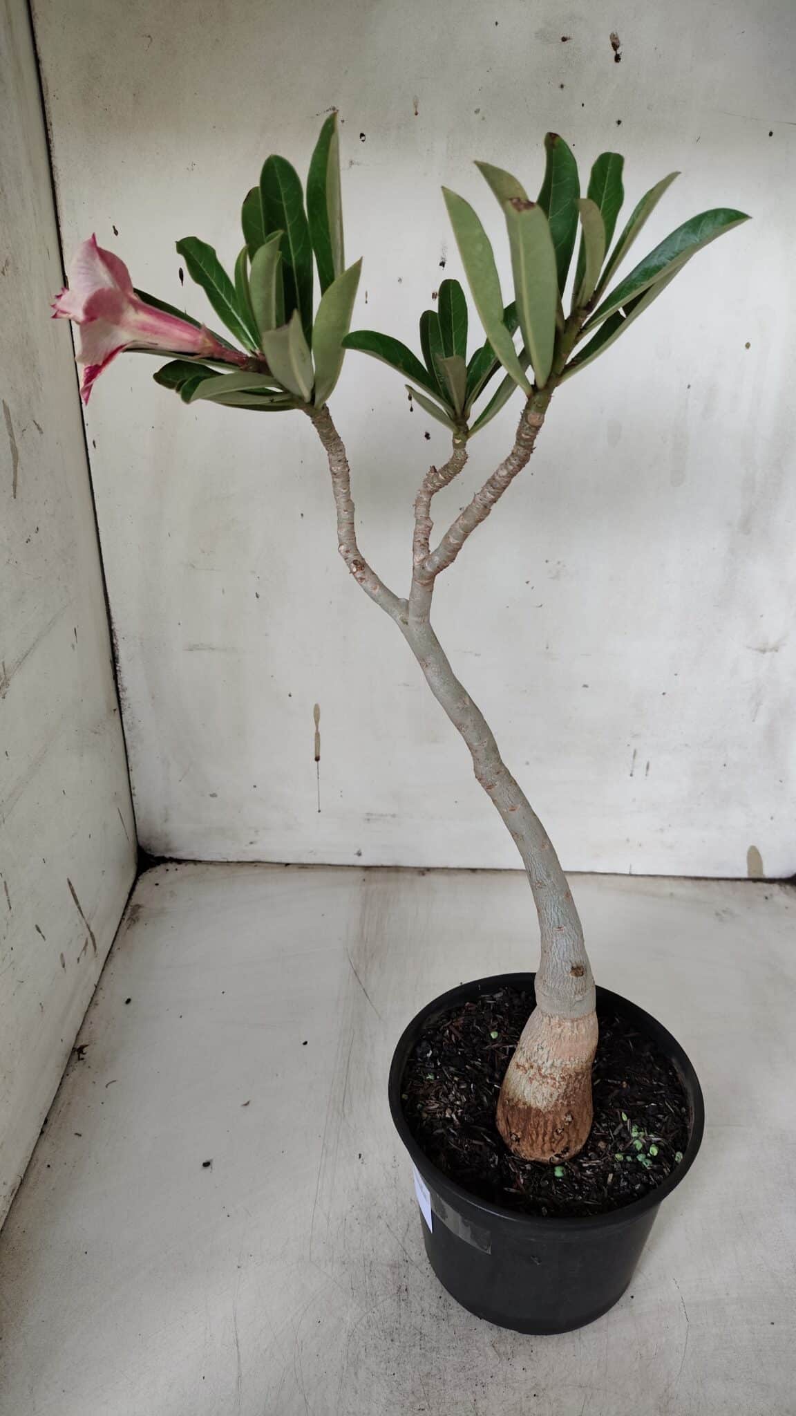 Planta Dobrada 3157 – 30cm – 02 anos