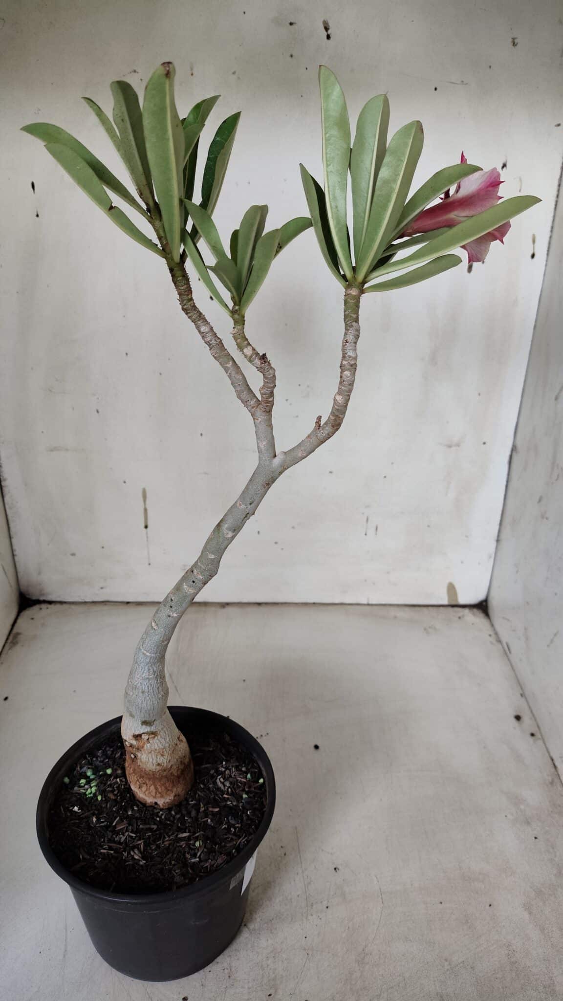 Planta Dobrada 3157 – 30cm – 02 anos