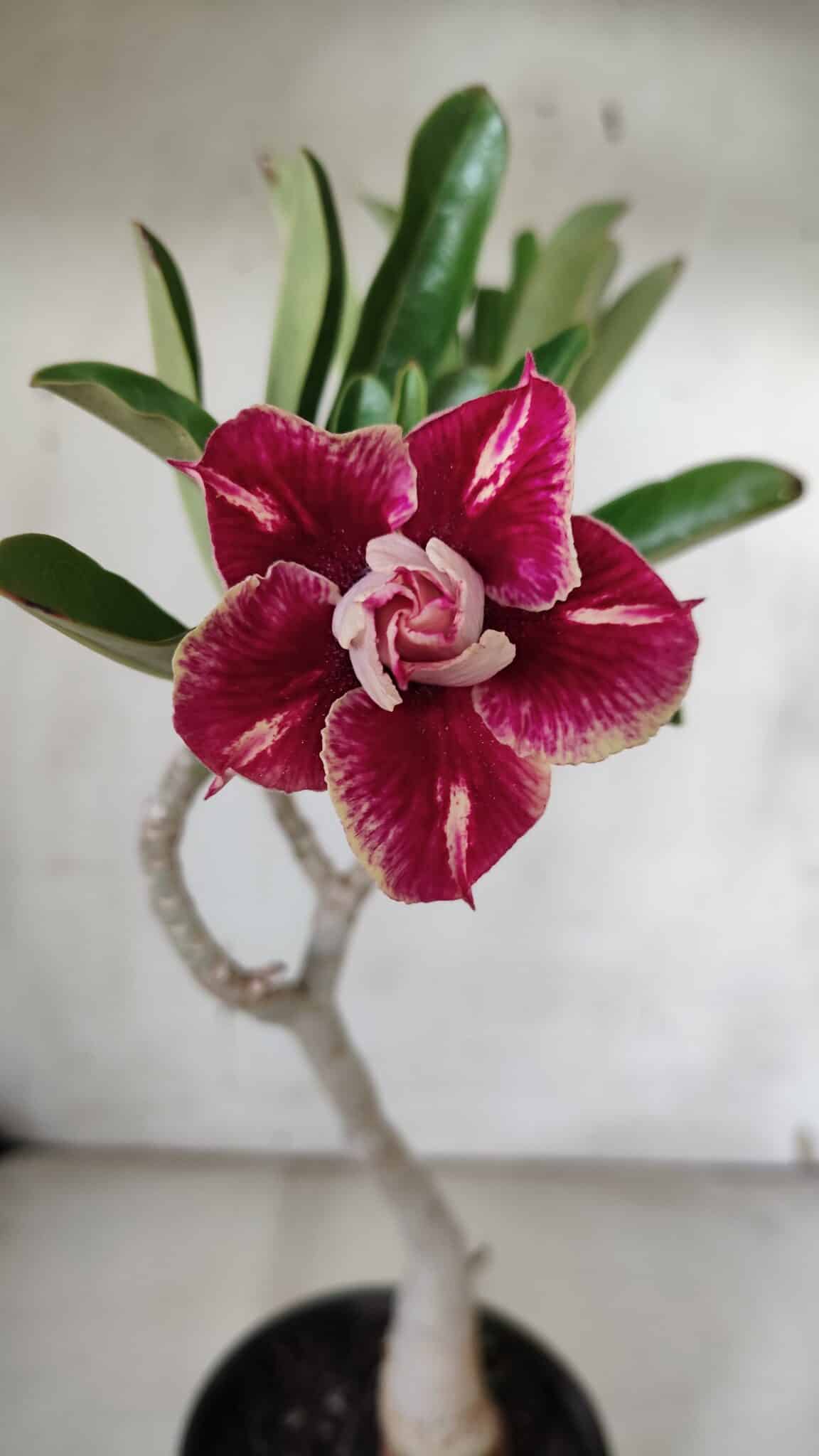 Planta Dobrada 3157 – 30cm – 02 anos