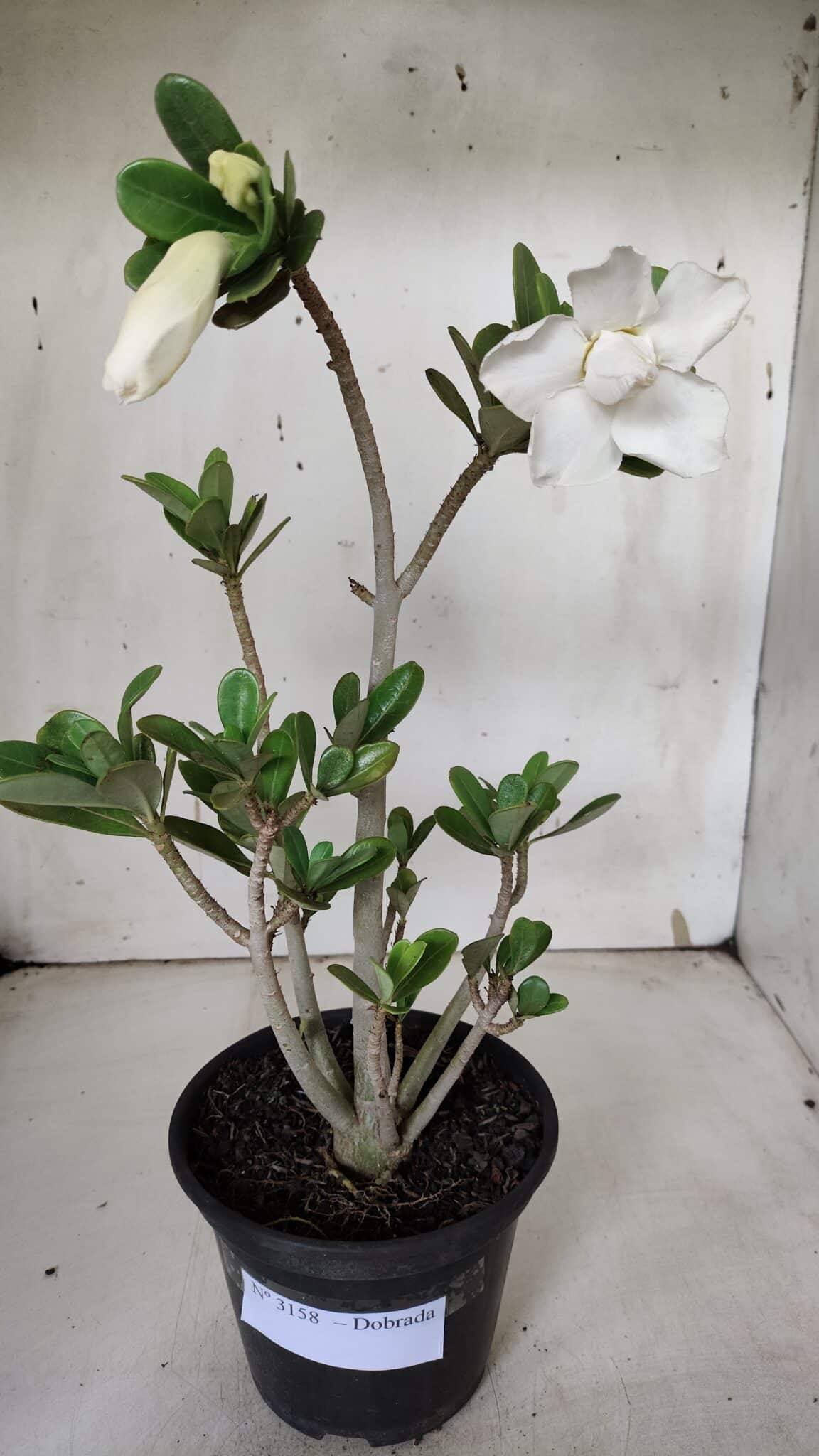 Planta Dobrada 3158 – 35cm – 03 anos
