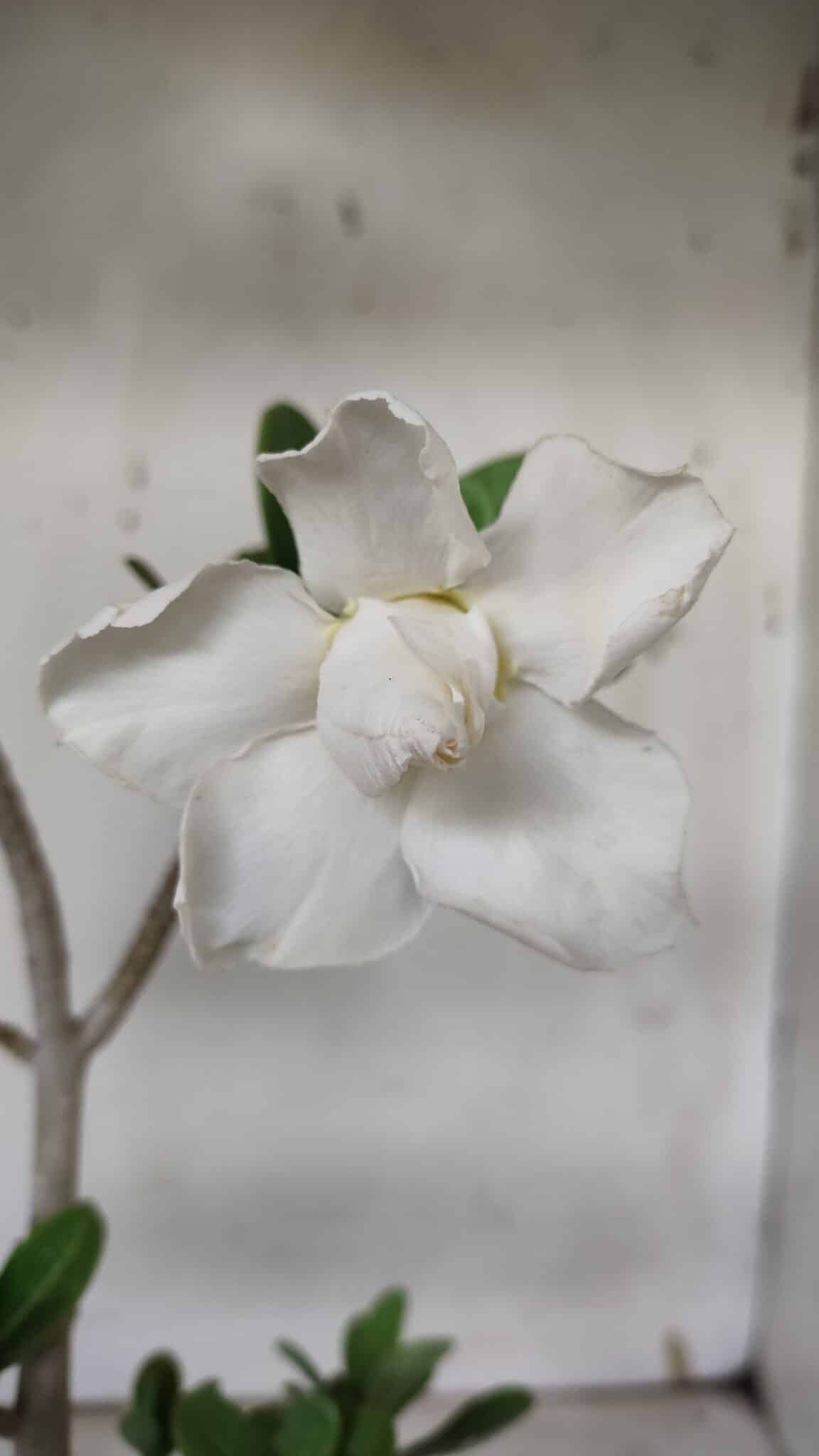 Planta Dobrada 3158 – 35cm – 03 anos