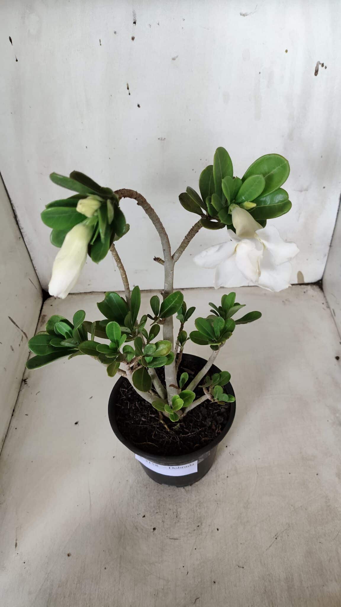 Planta Dobrada 3158 – 35cm – 03 anos